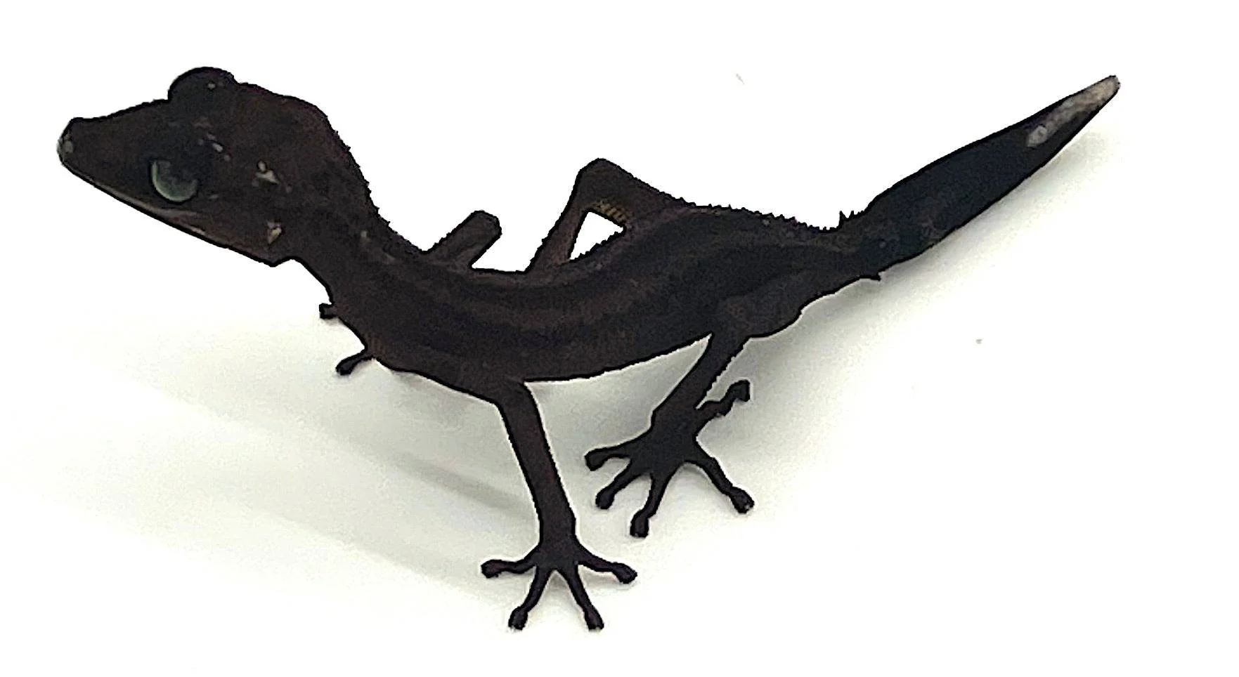 Graceful Gecko (Paroedura gracilis)