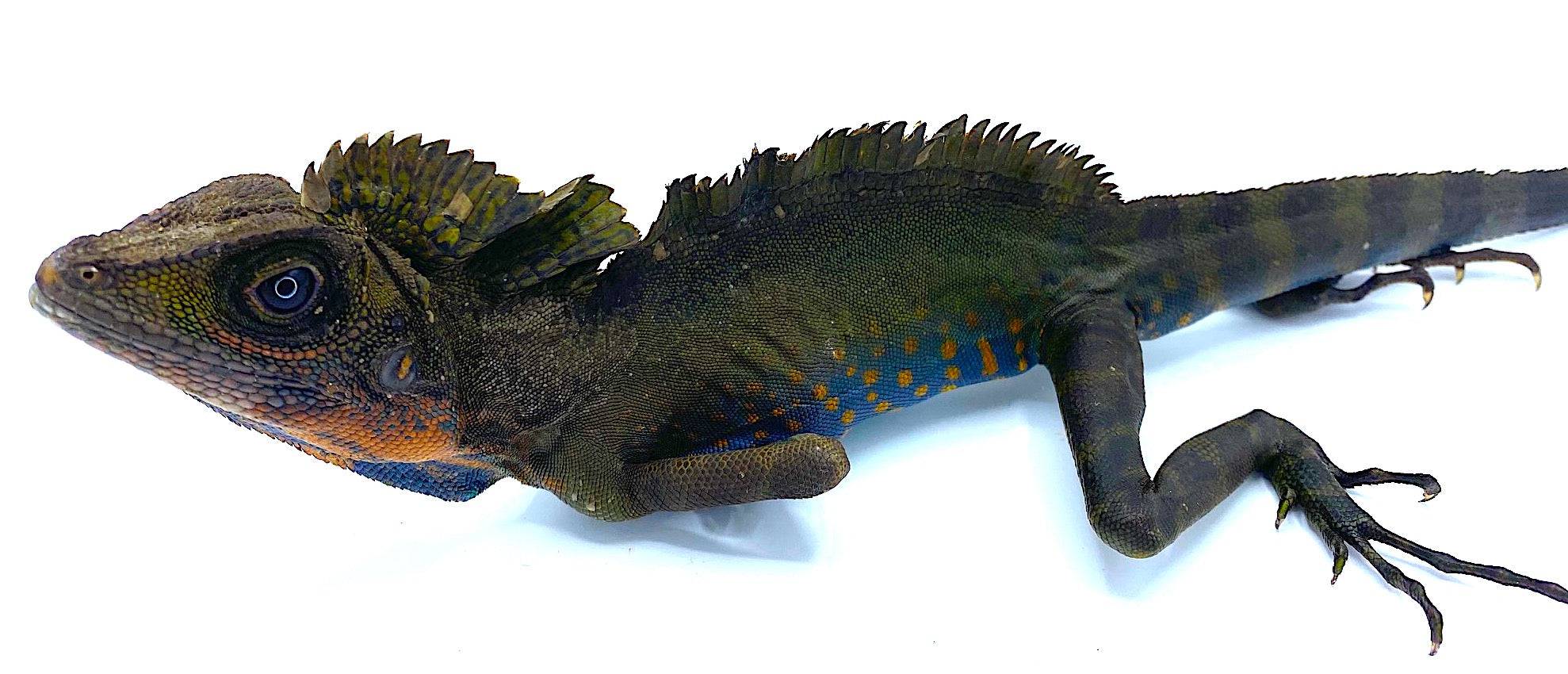 Greater Angle Head Lizard (G. grandis)