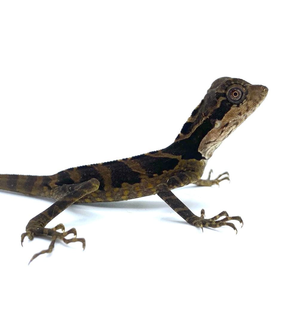 Greater Angle Head Lizard (G. grandis) - Image 2