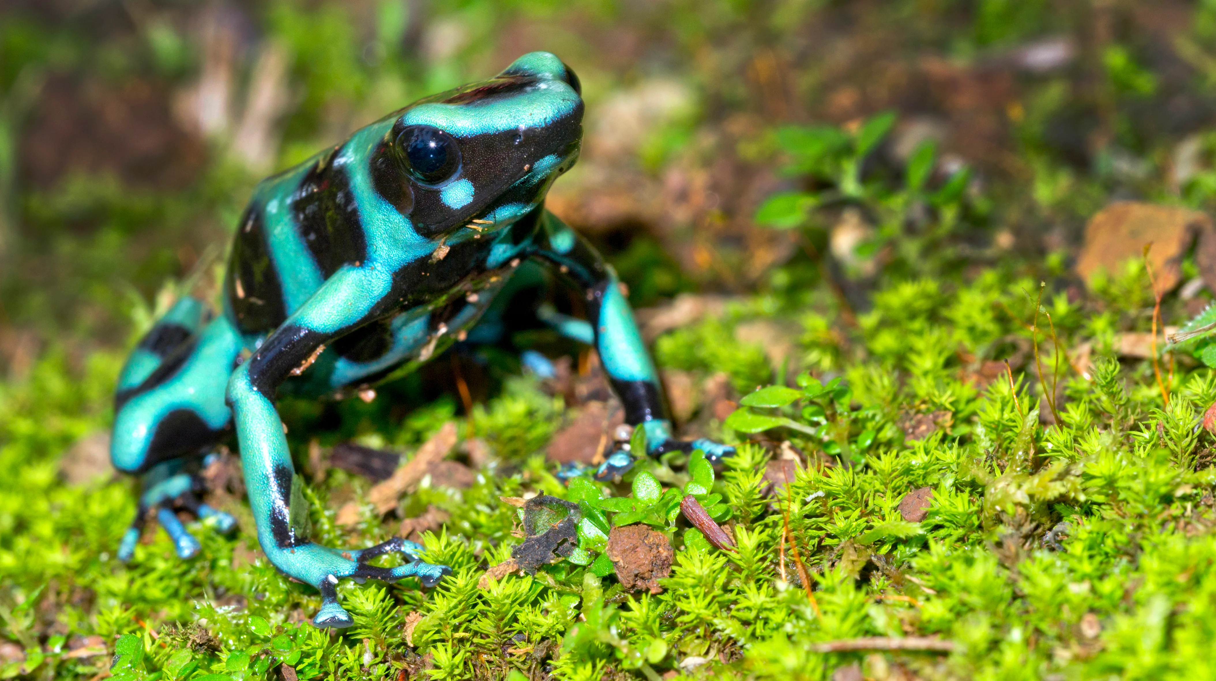 Green And Black Dart Frog (Dendrobates auratus)