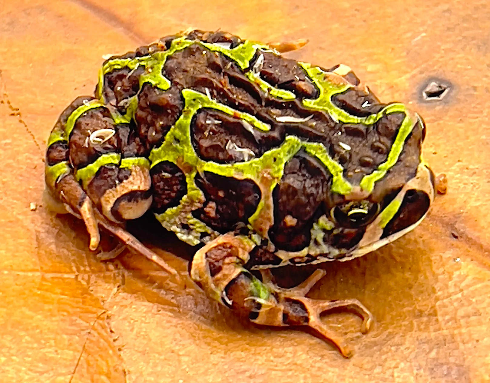 Green and Black Marbled Hopper Frog (Scraphiophryne spinosa)