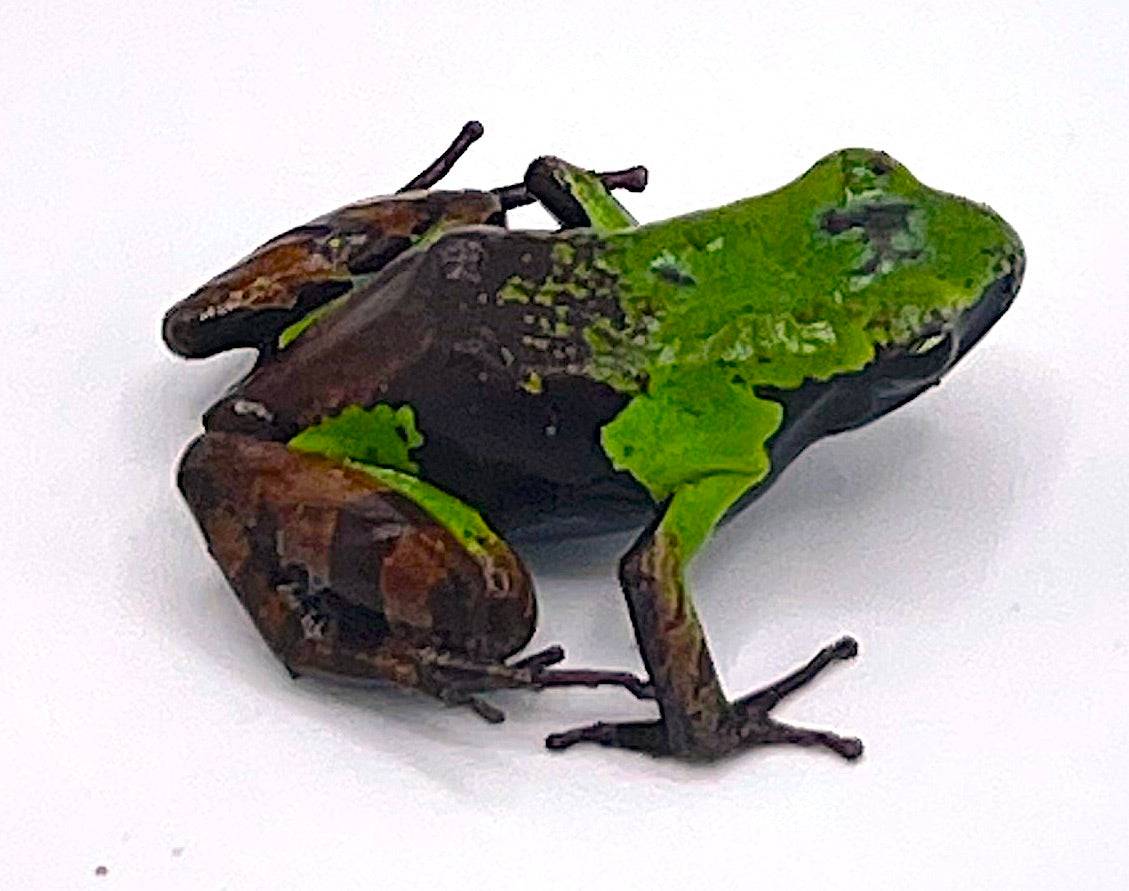 Green and Black (nigricans) Mantella
