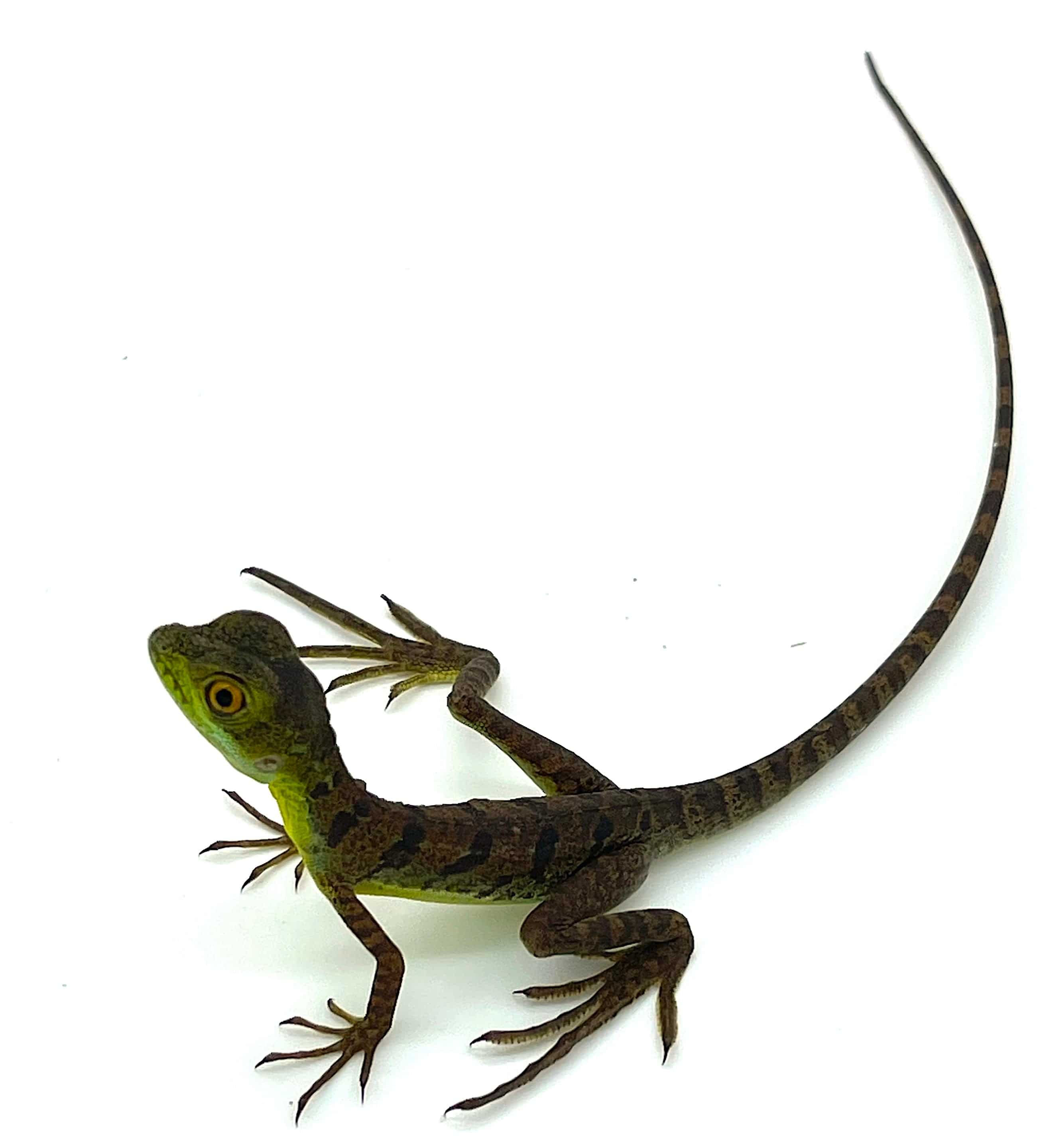 Green Basilisk Baby