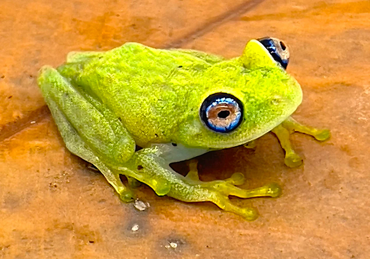Green Bright-eyed Frog (Boophis viridis)