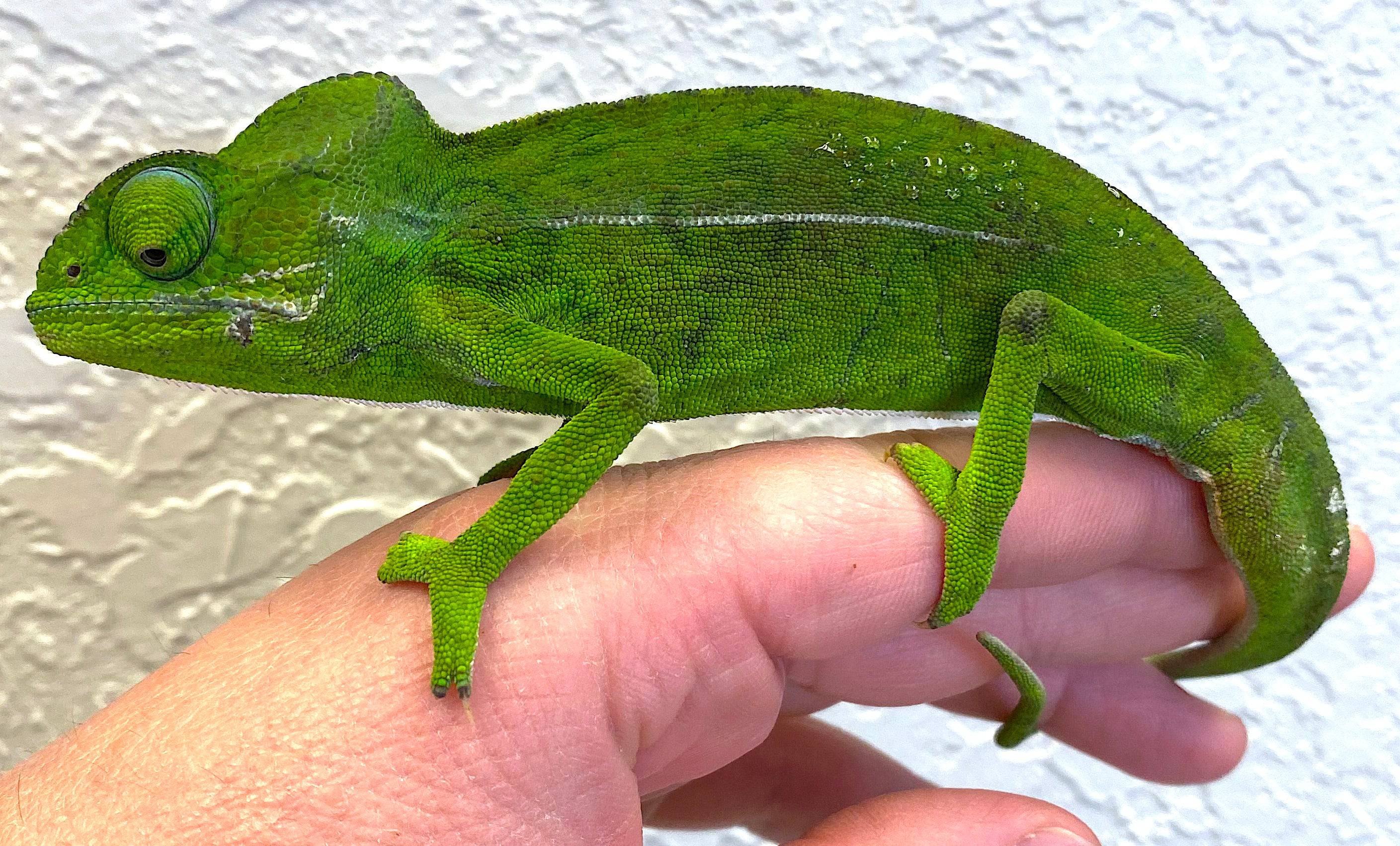 Green Chameleon (Furcifer viridis)