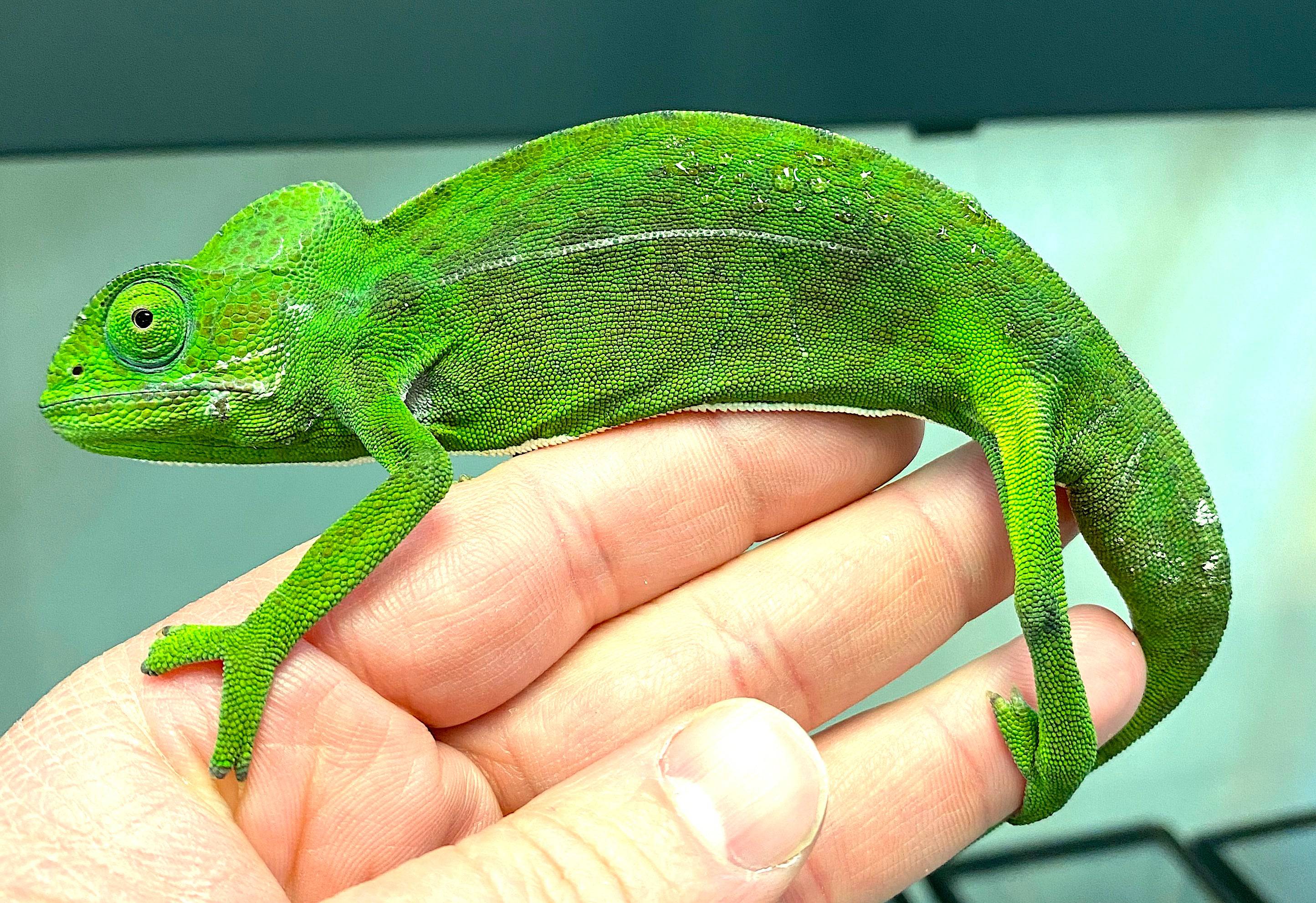 Green Chameleon (Furcifer viridis) - Image 2