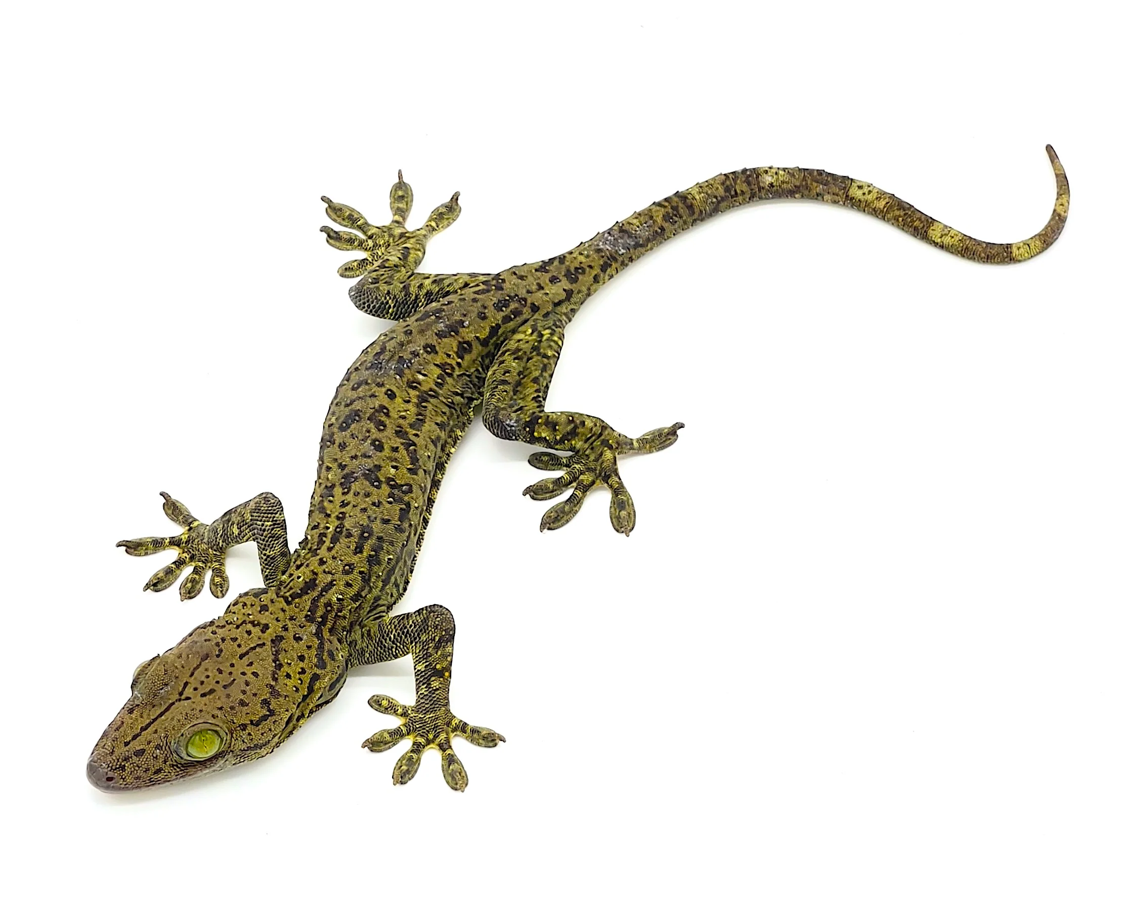 Green Eyed Tokay Gecko (Gekko smithi)