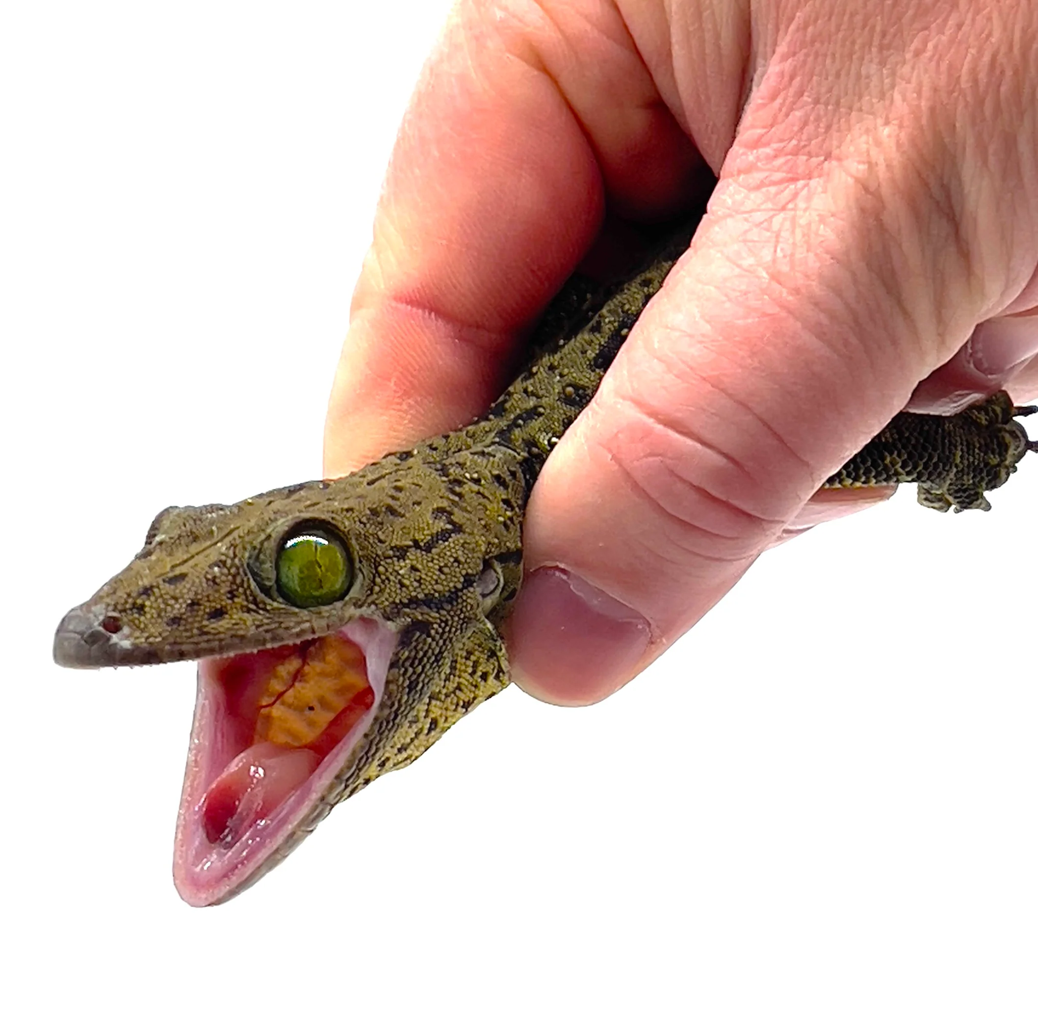 Green Eyed Tokay Gecko (Gekko smithi) - Image 2