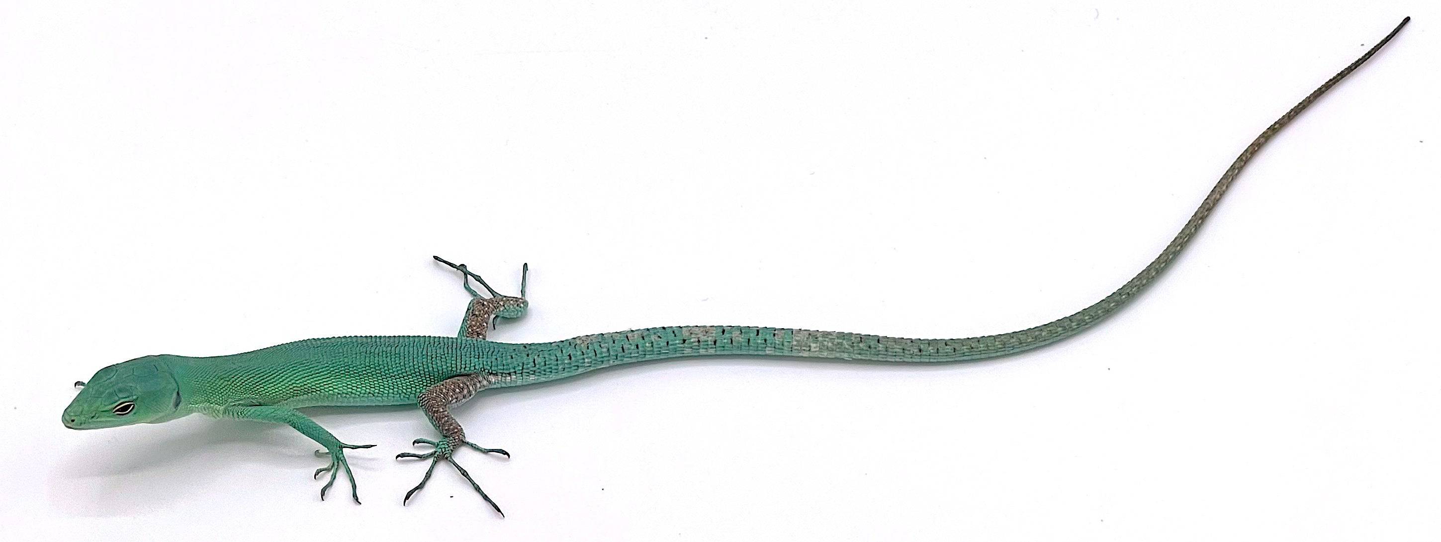 Green Keeled Lizard