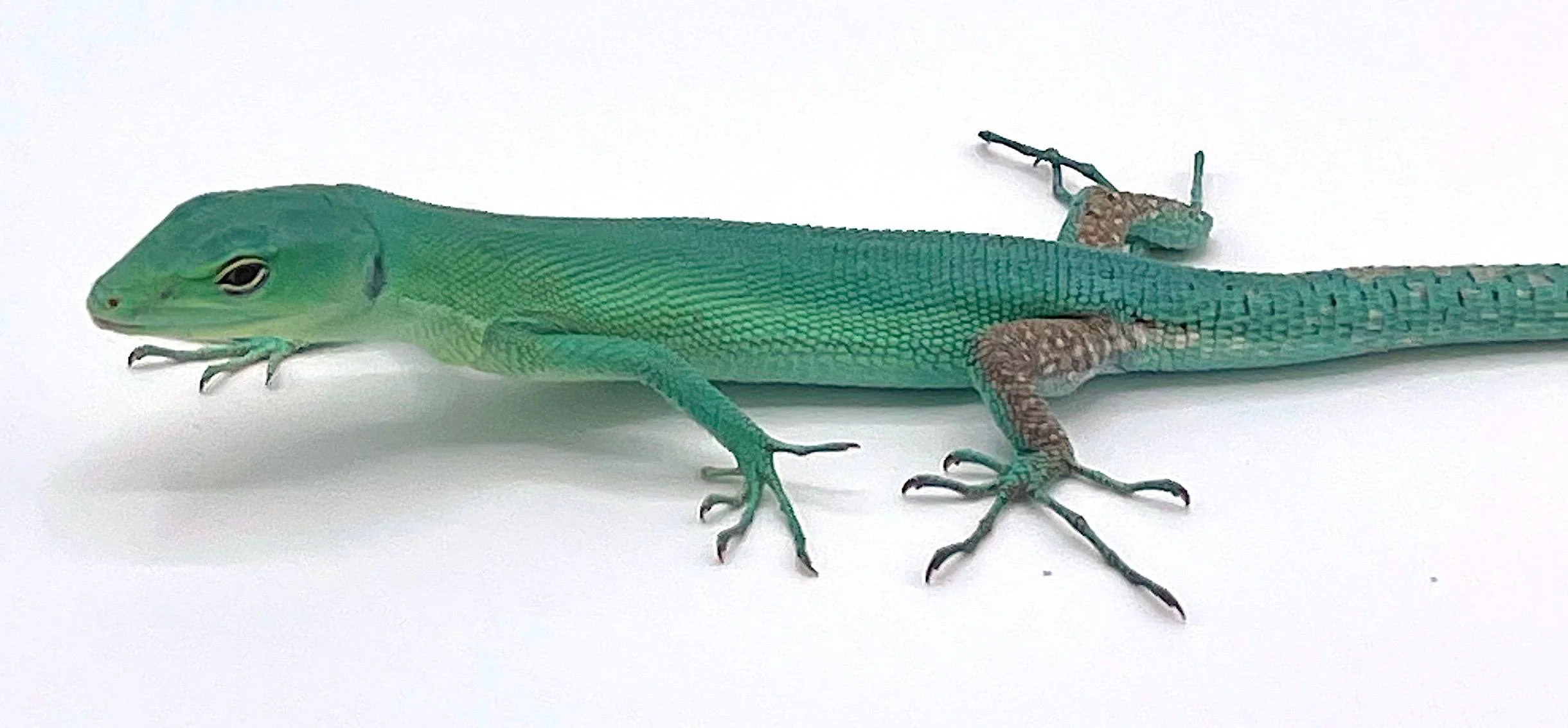 Green Keeled Lizard - Image 2
