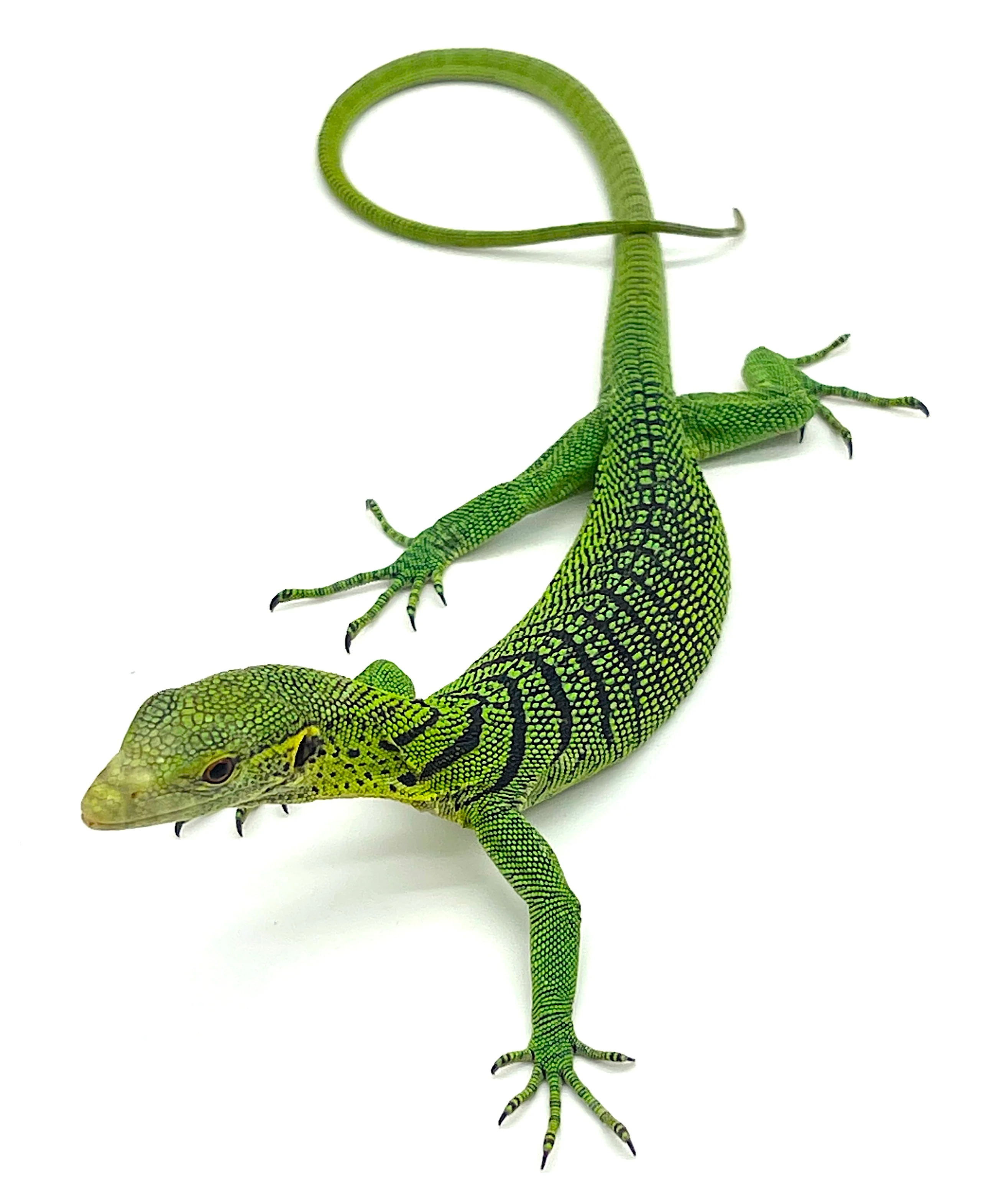 GREEN TREE MONITOR CH Juvenile!