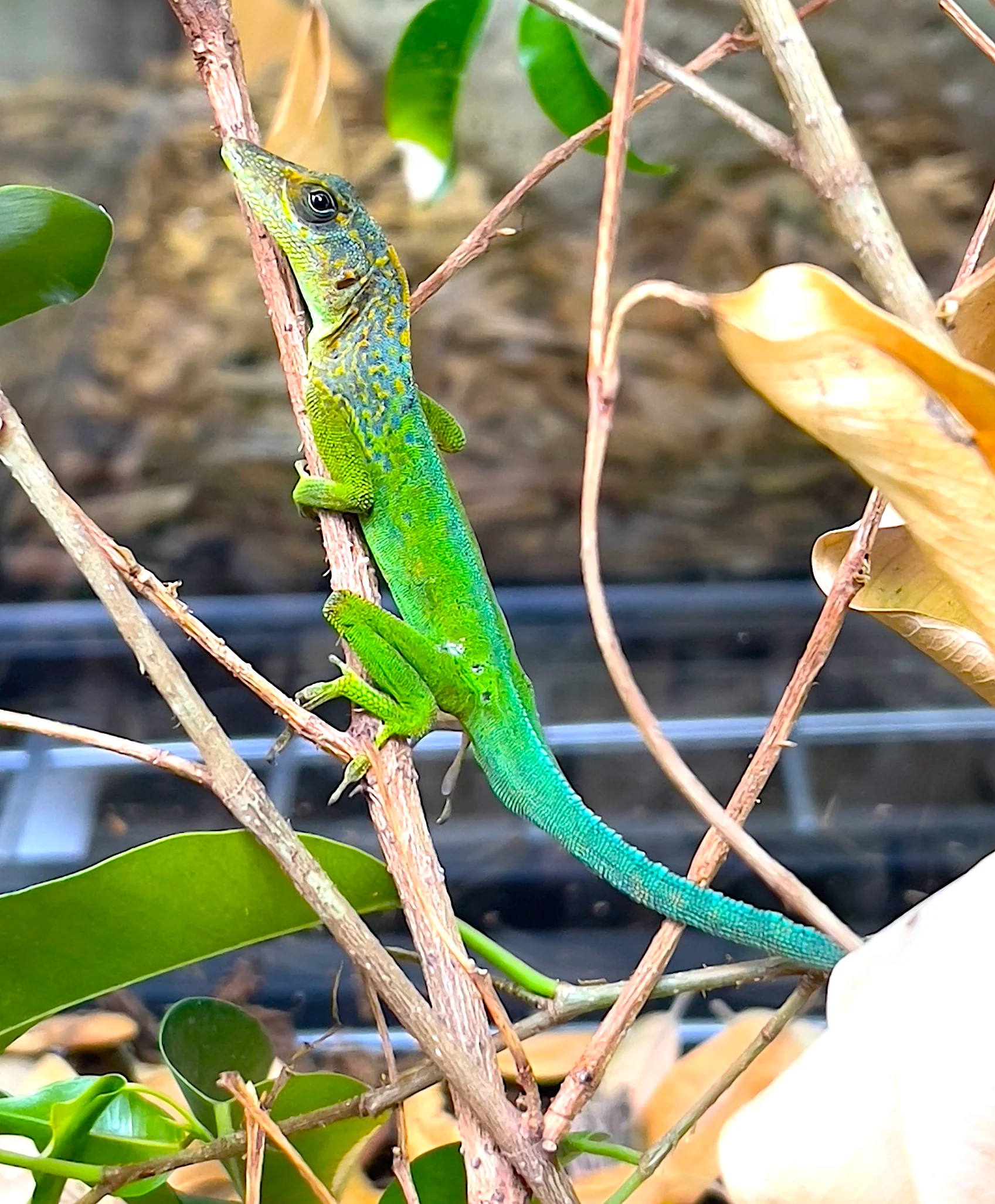 Guadeloupe anole (Anolis marmoratus)