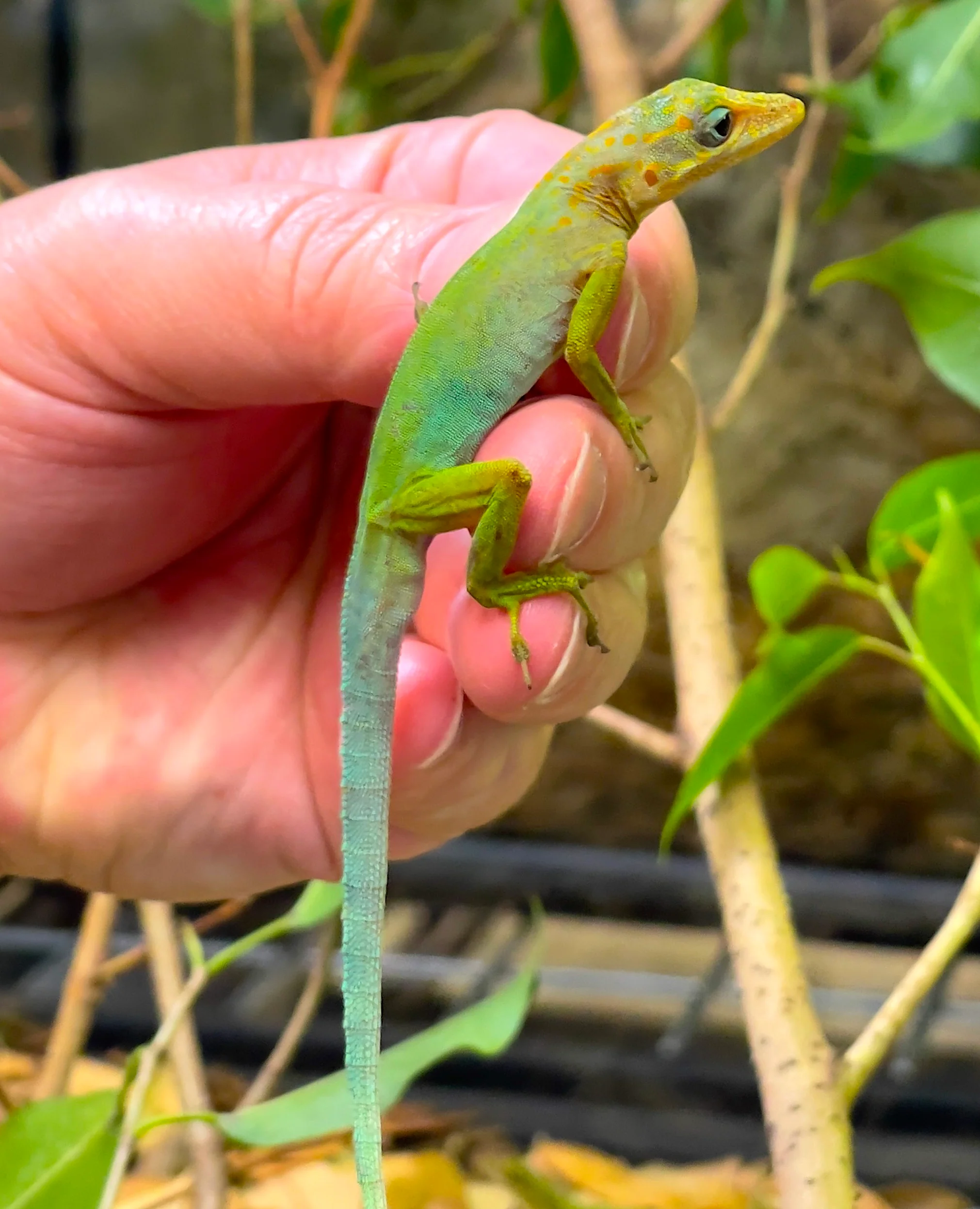 Guadeloupe anole (Anolis marmoratus) - Image 2