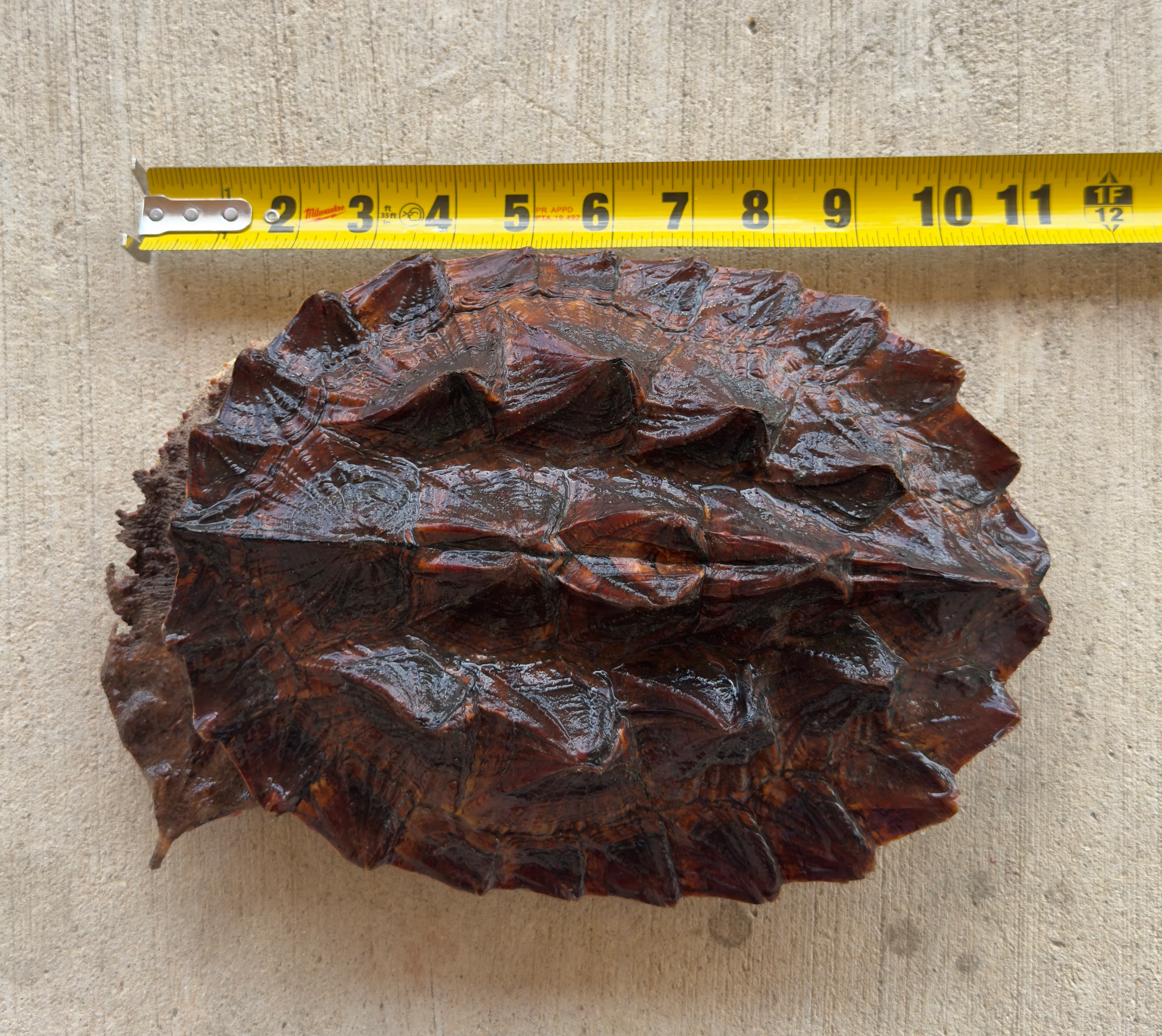 Guyana Mata Mata turtle (MMT1)