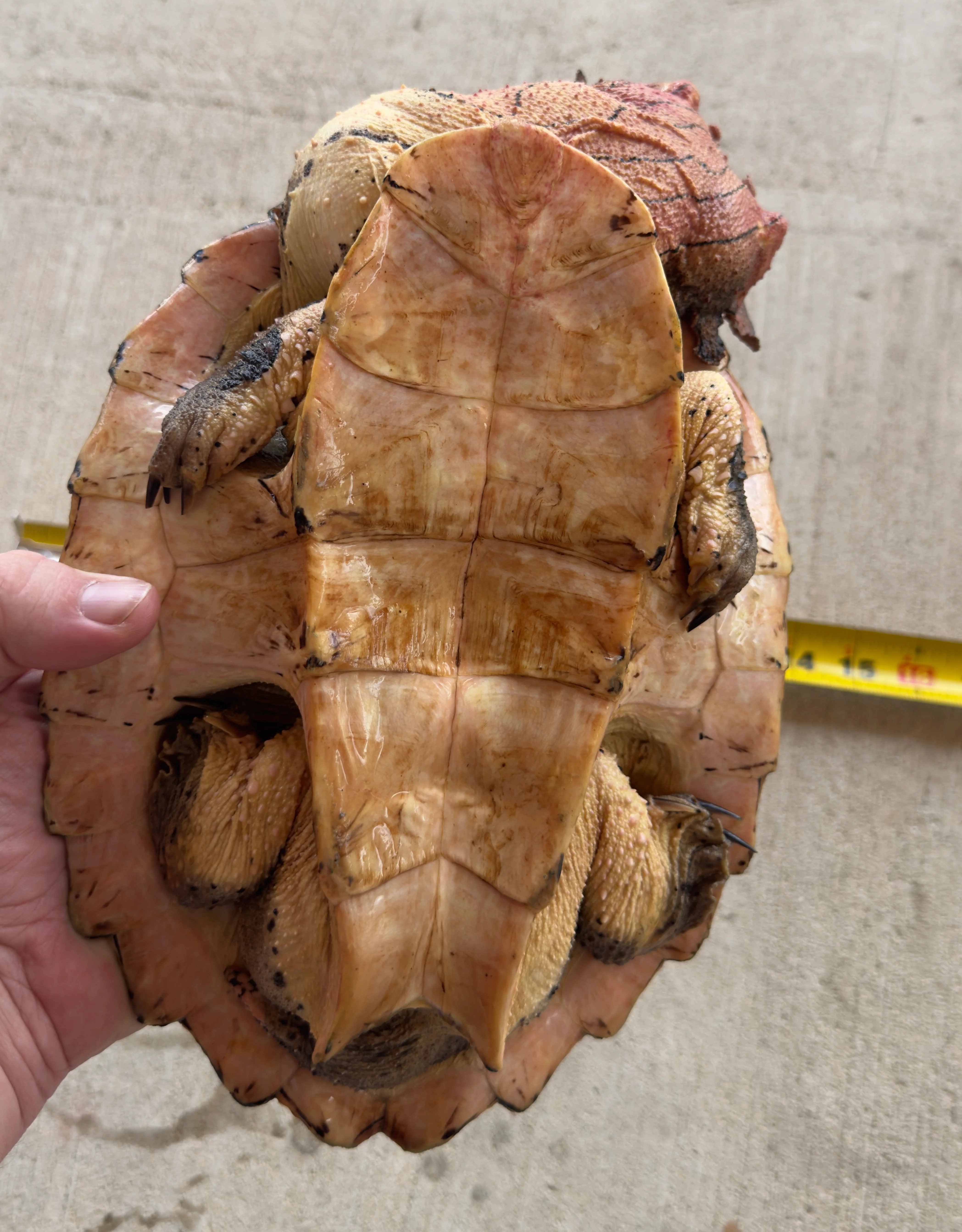 Guyana Mata Mata turtle (MMT1) - Image 3