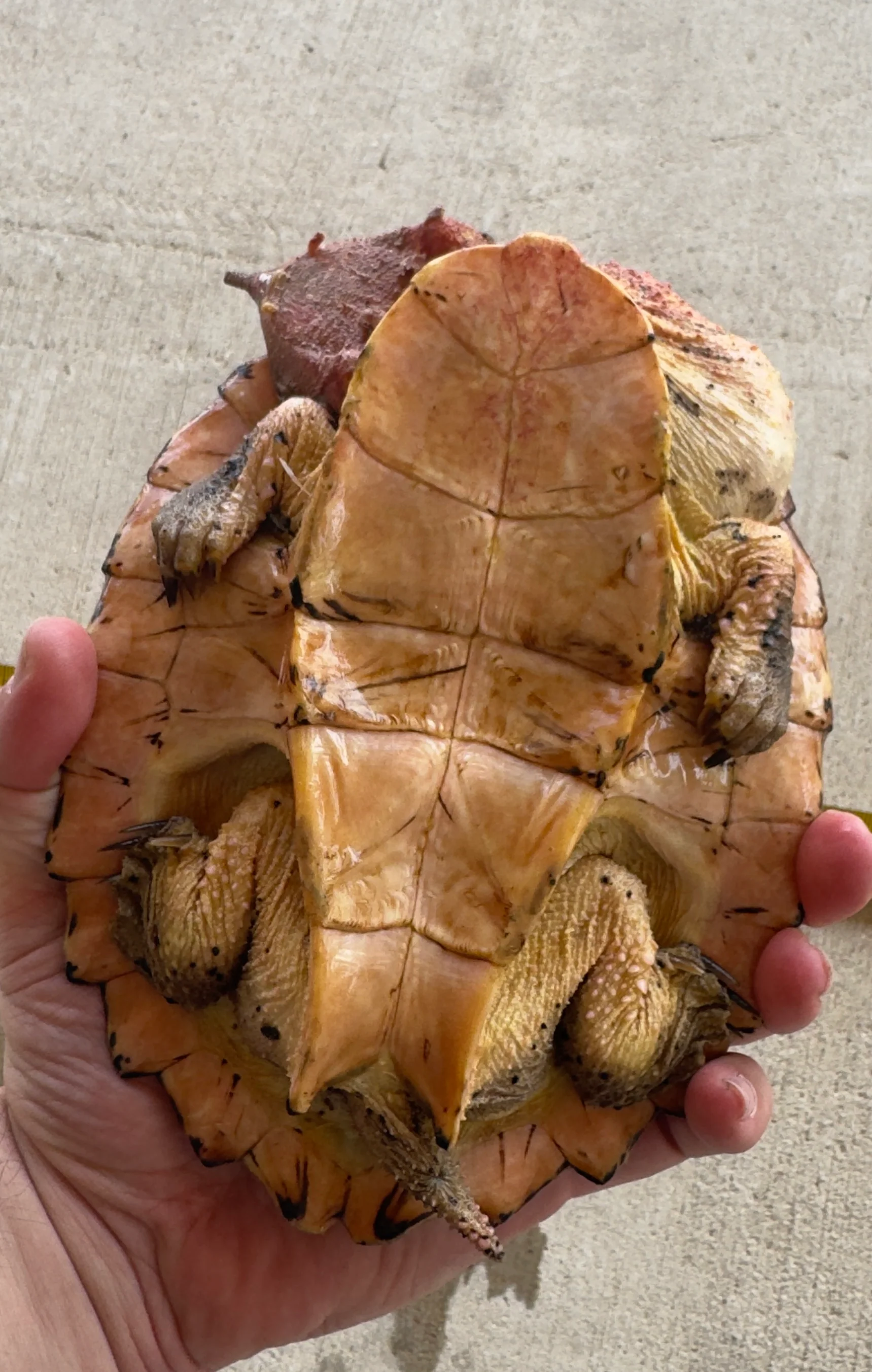 Guyana Mata Mata turtle (MMT2) - Image 3