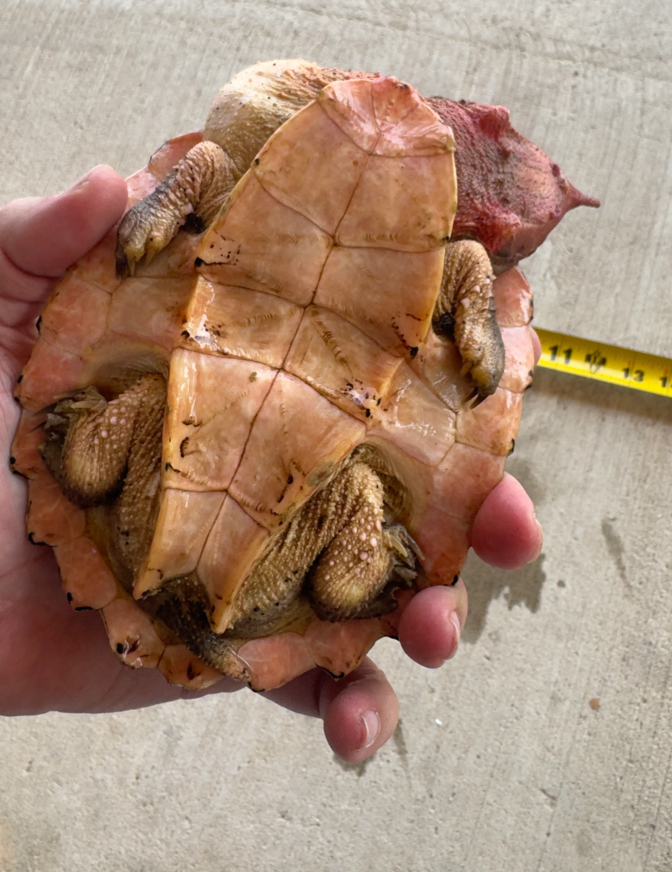 Guyana Mata Mata turtle (MMT3) - Image 3