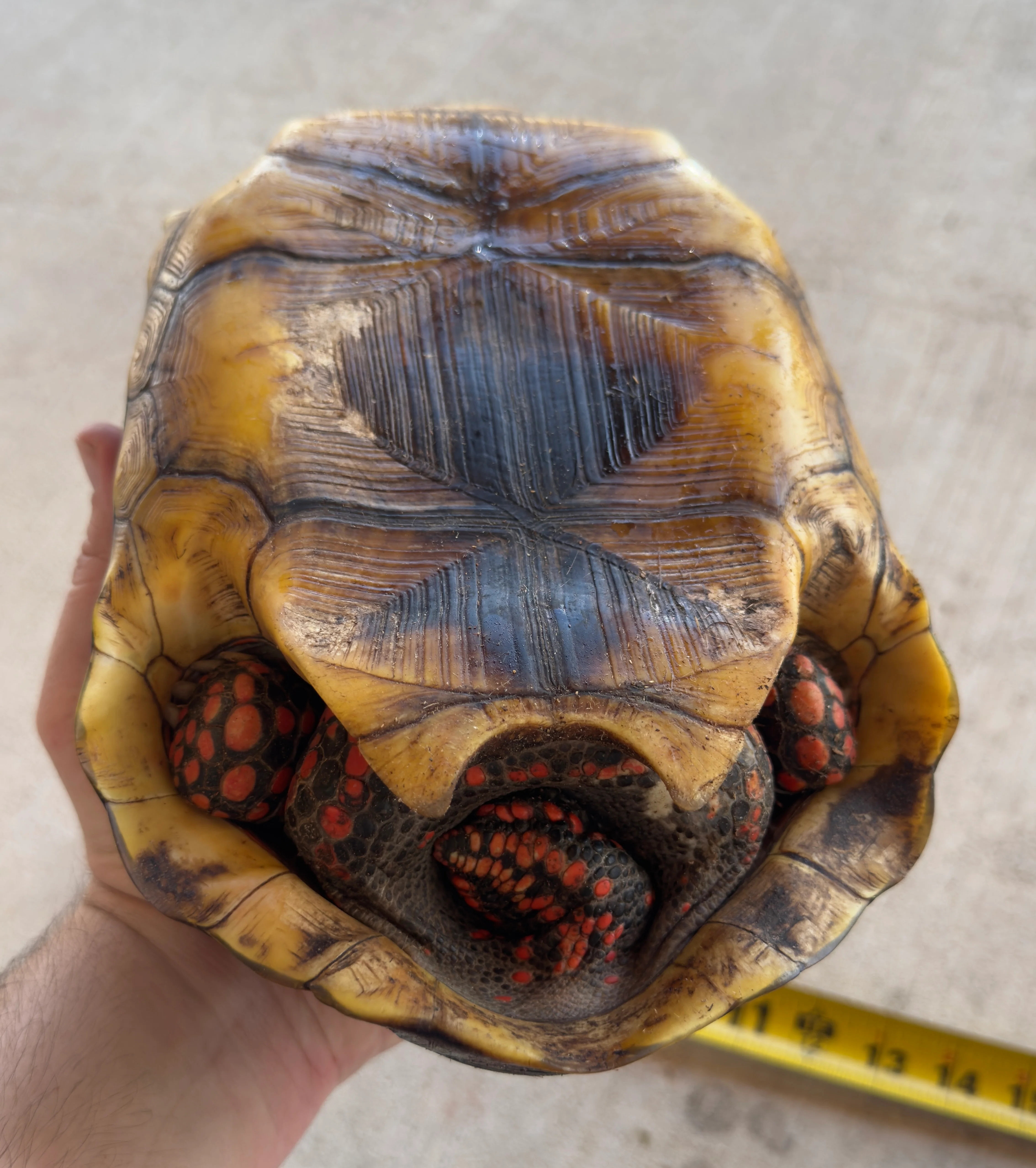 Guyana Red Foot Tortoise Female (RFT1) - Image 2