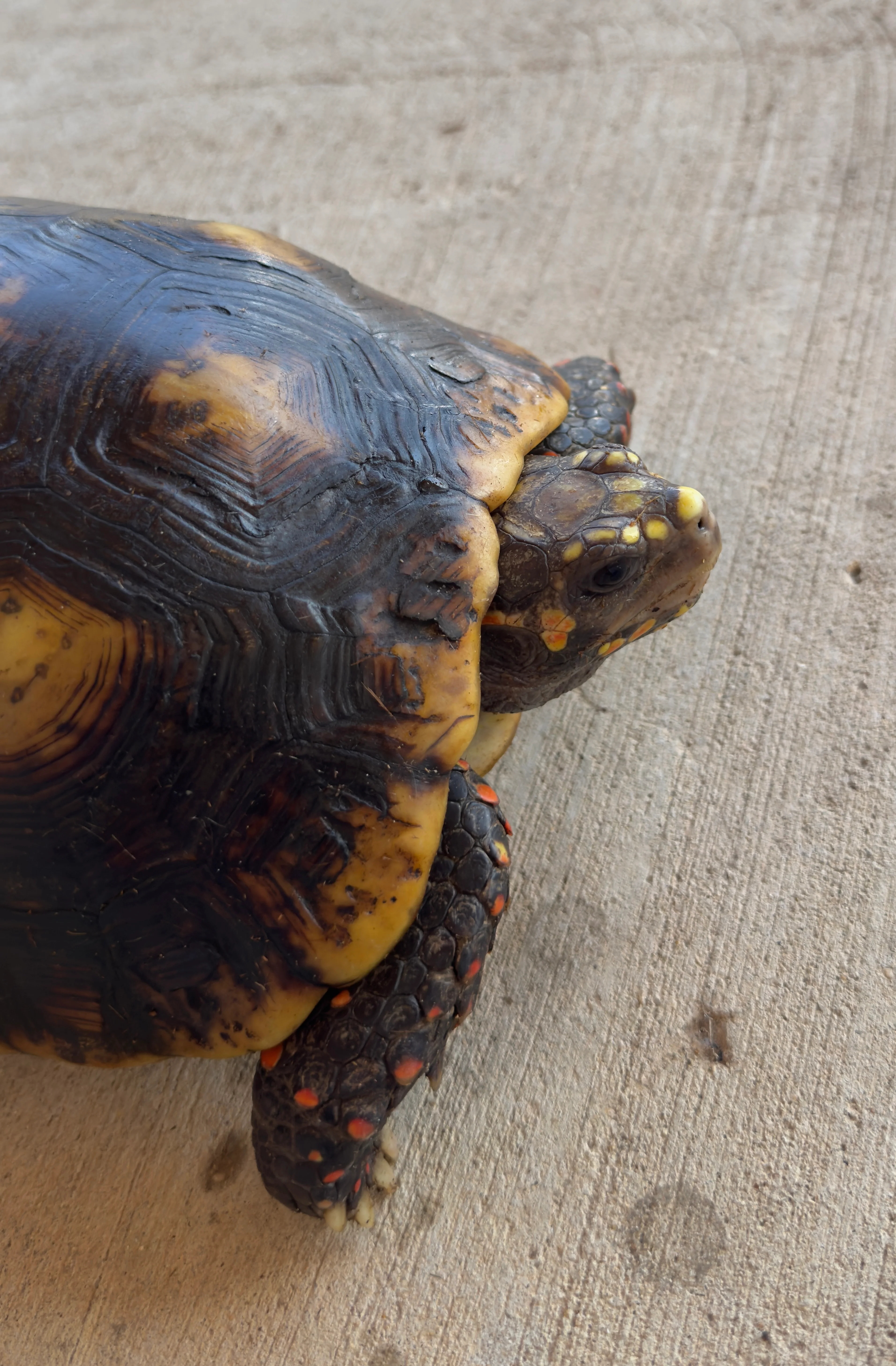 Guyana Red Foot Tortoise Female (RFT2) - Image 2