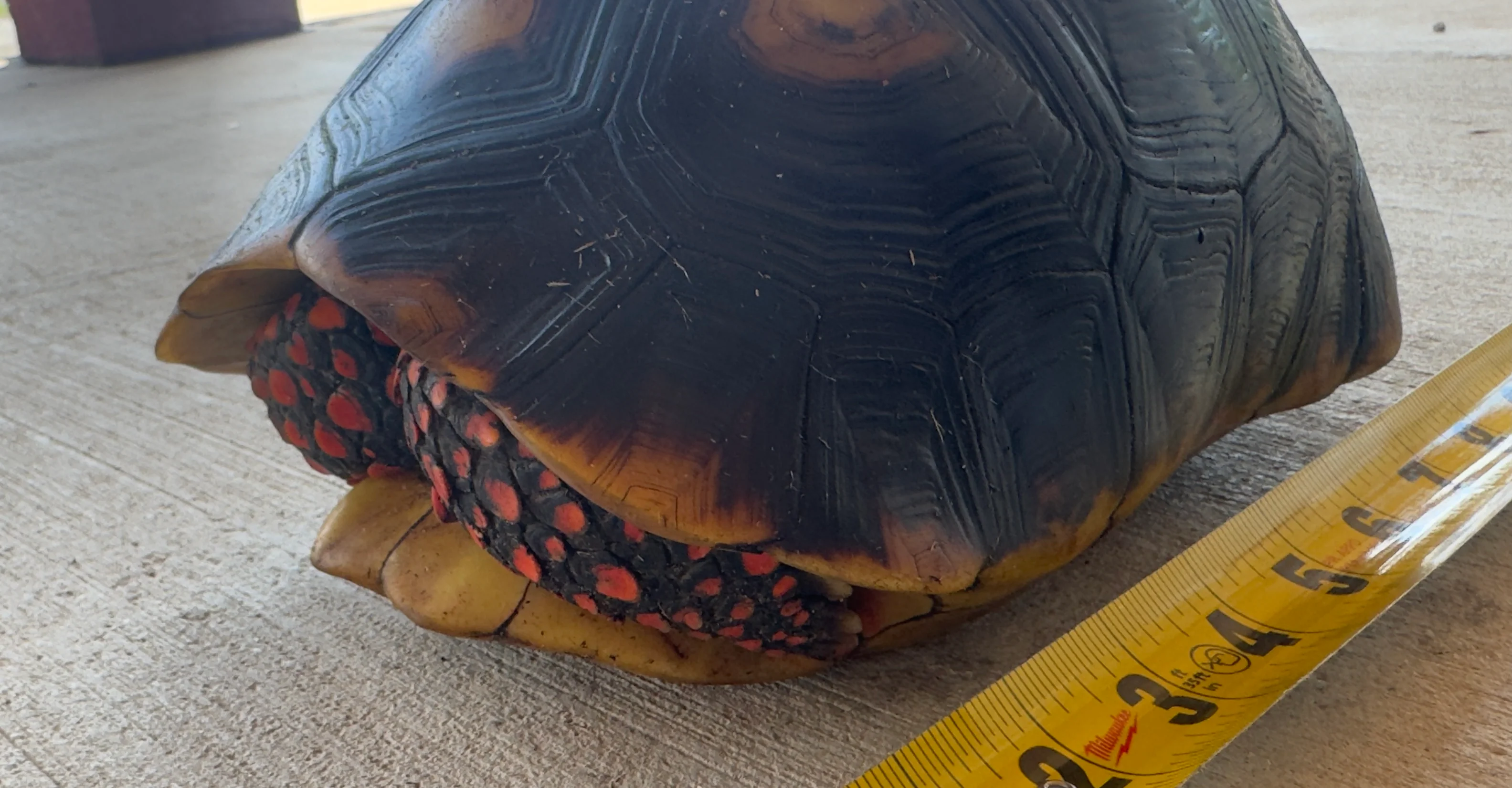 Guyana Red Foot Tortoise Female (RFT3) - Image 2