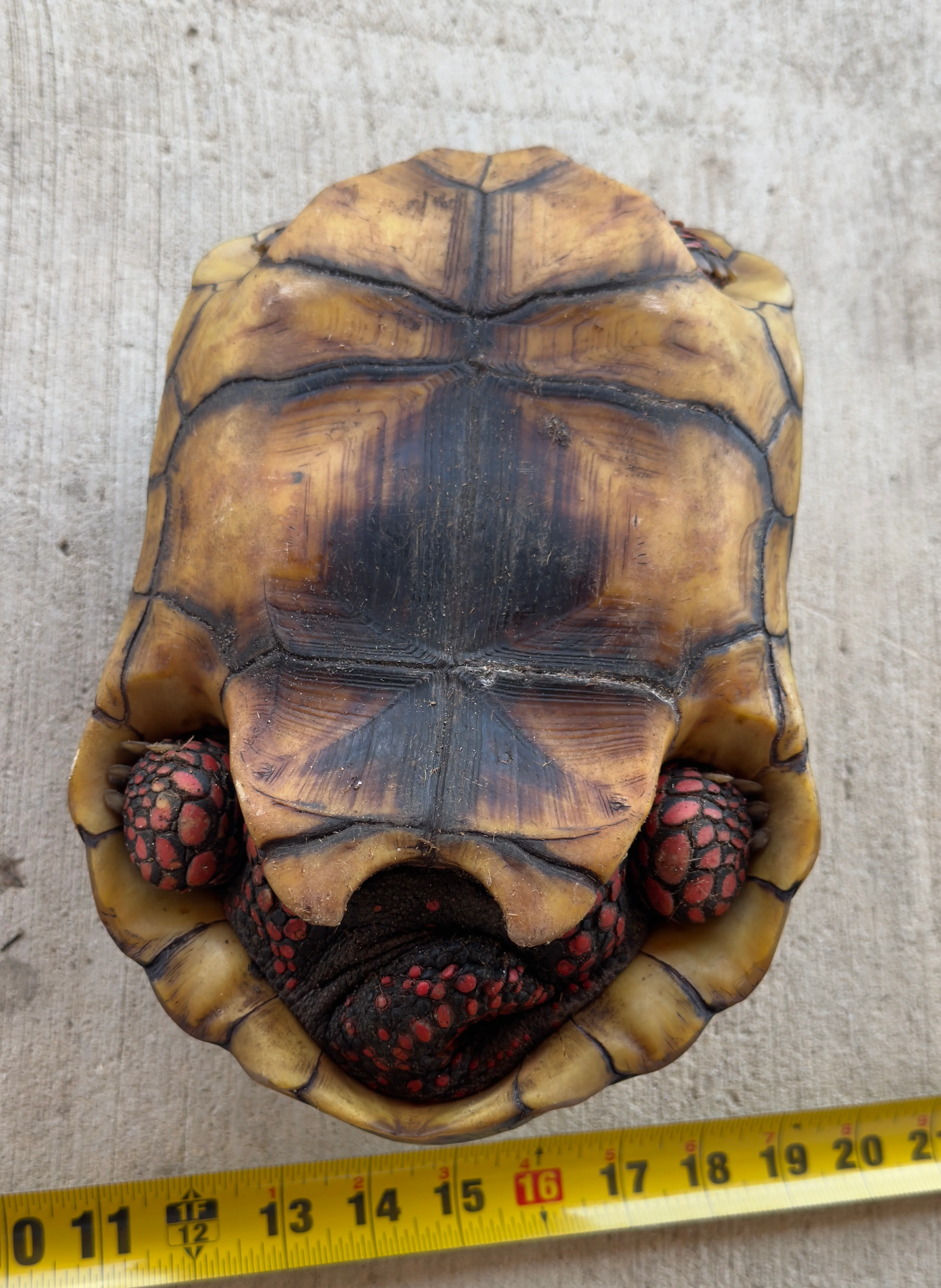 Guyana Red Foot Tortoise Female (RFT3) - Image 3