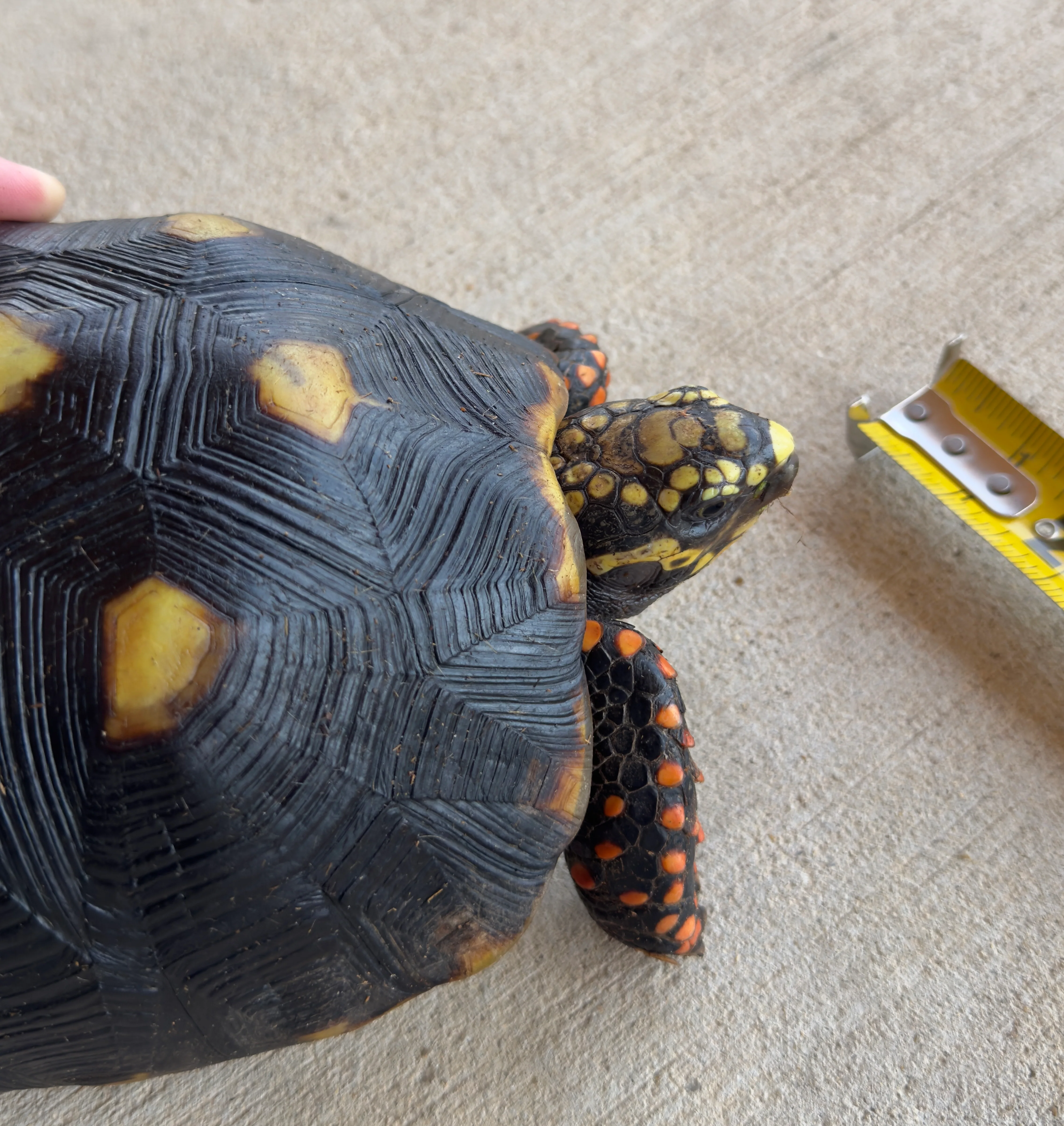 Guyana Red Foot Tortoise Female (RFT4) - Image 2