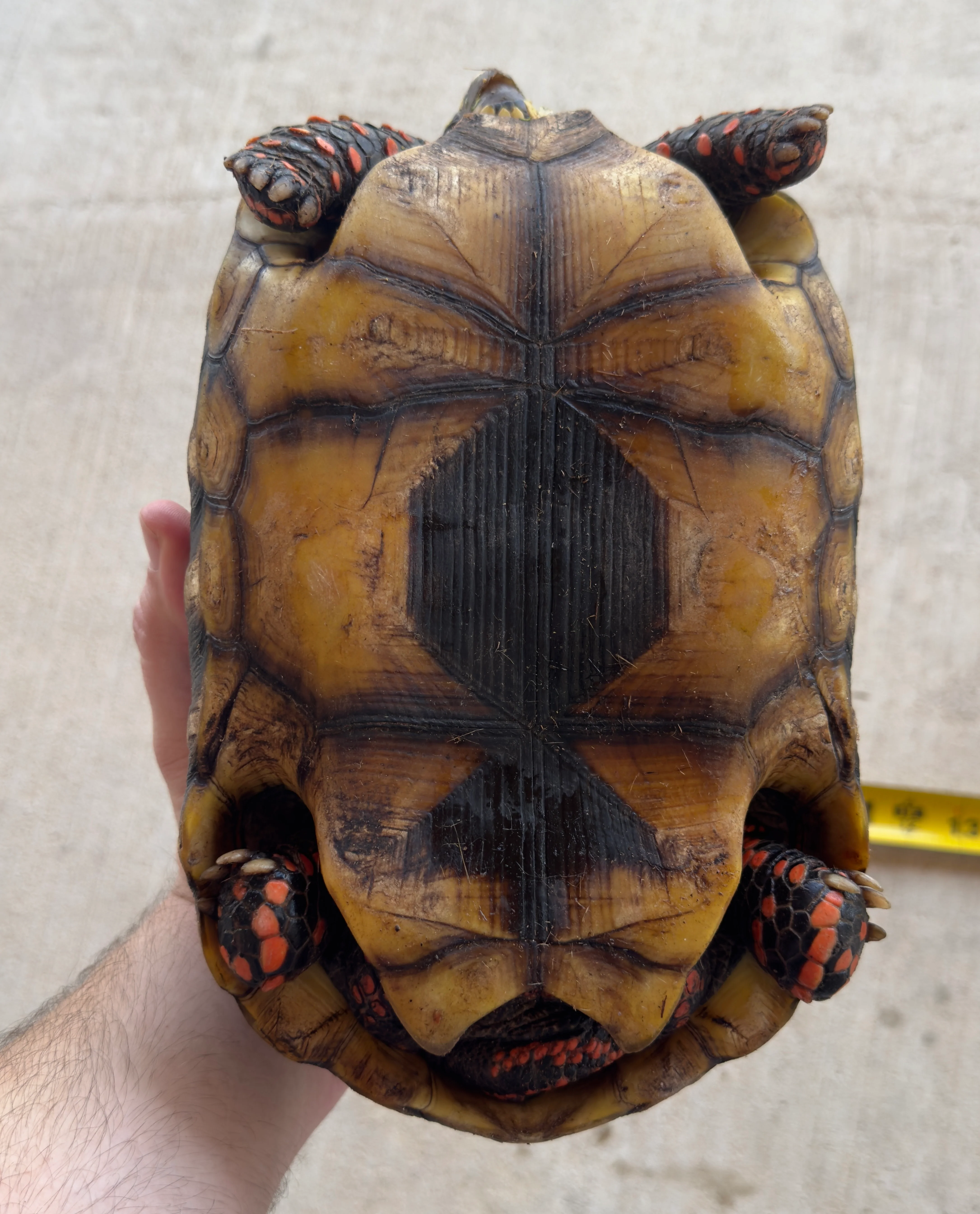 Guyana Red Foot Tortoise Female (RFT4) - Image 3