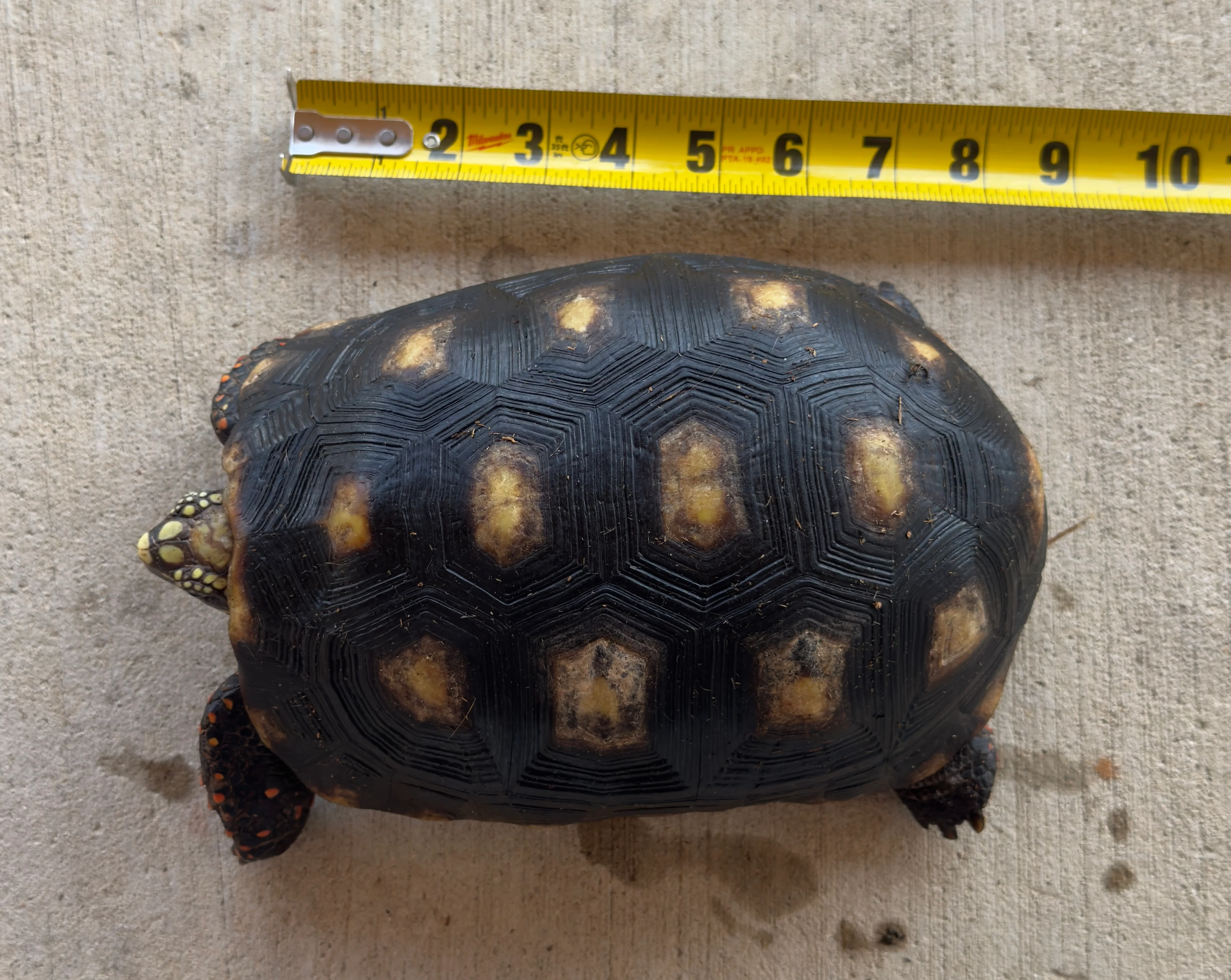 Guyana Red Foot Tortoise Female (RFT5)