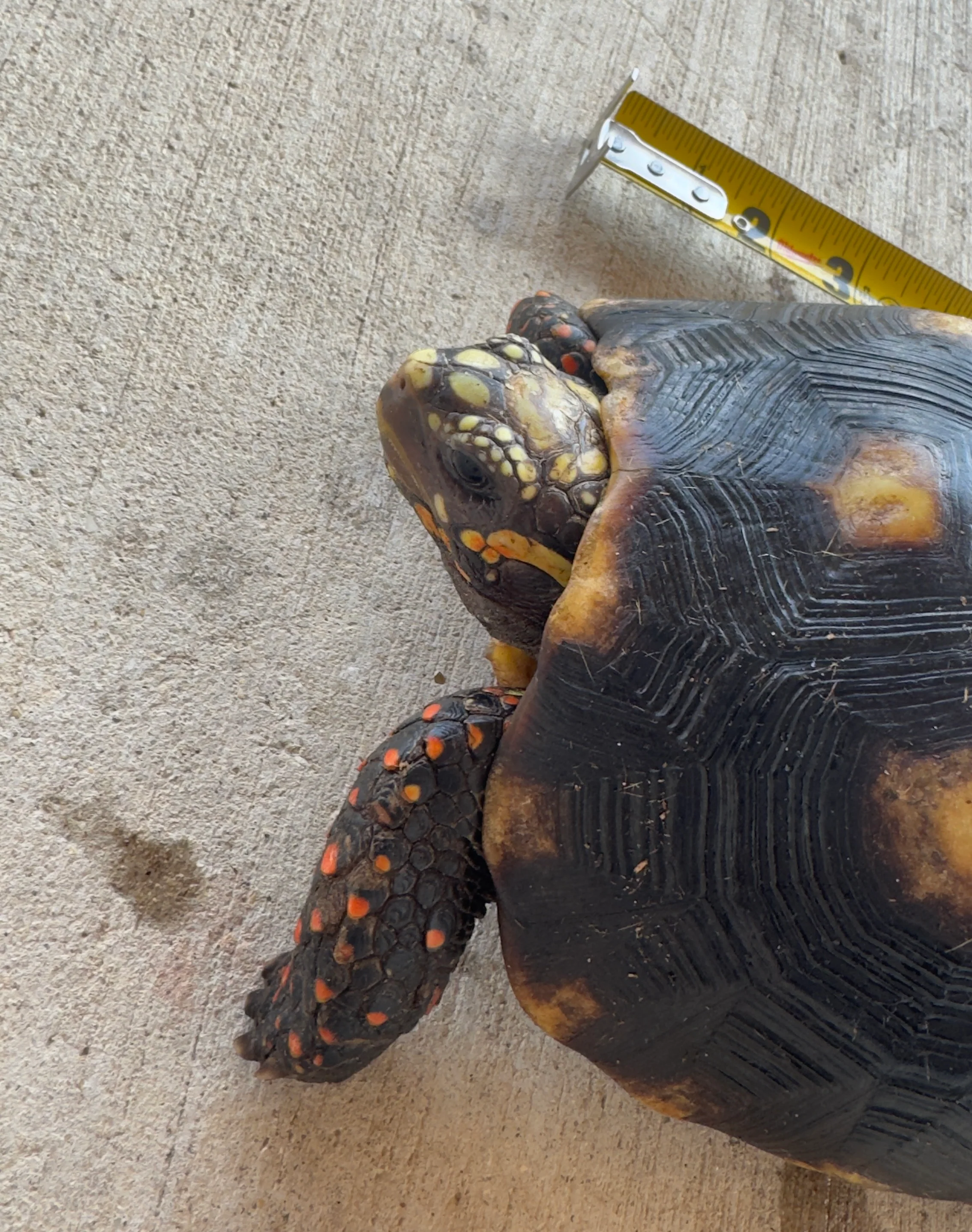 Guyana Red Foot Tortoise Female (RFT5) - Image 2