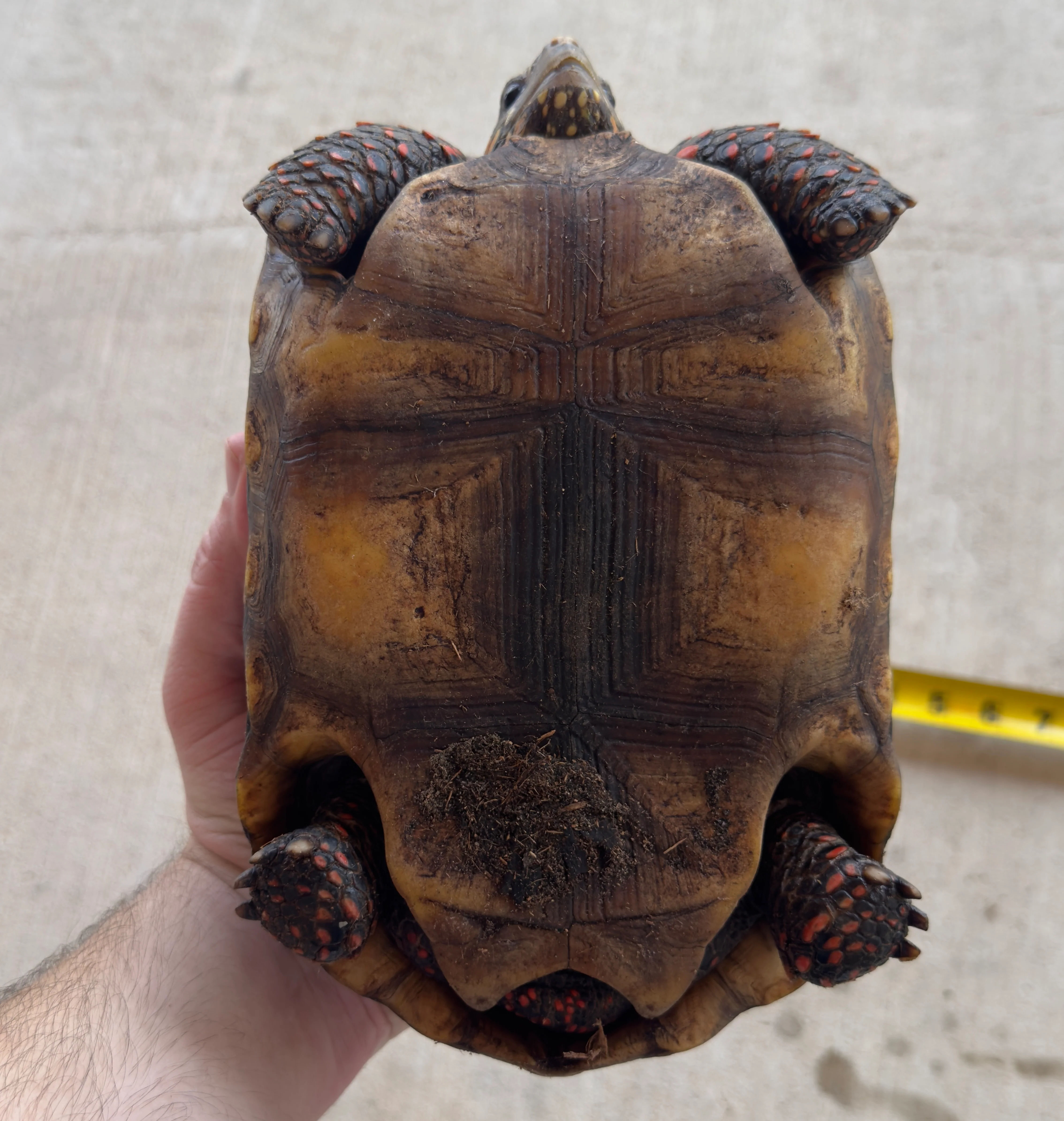 Guyana Red Foot Tortoise Female (RFT5) - Image 3