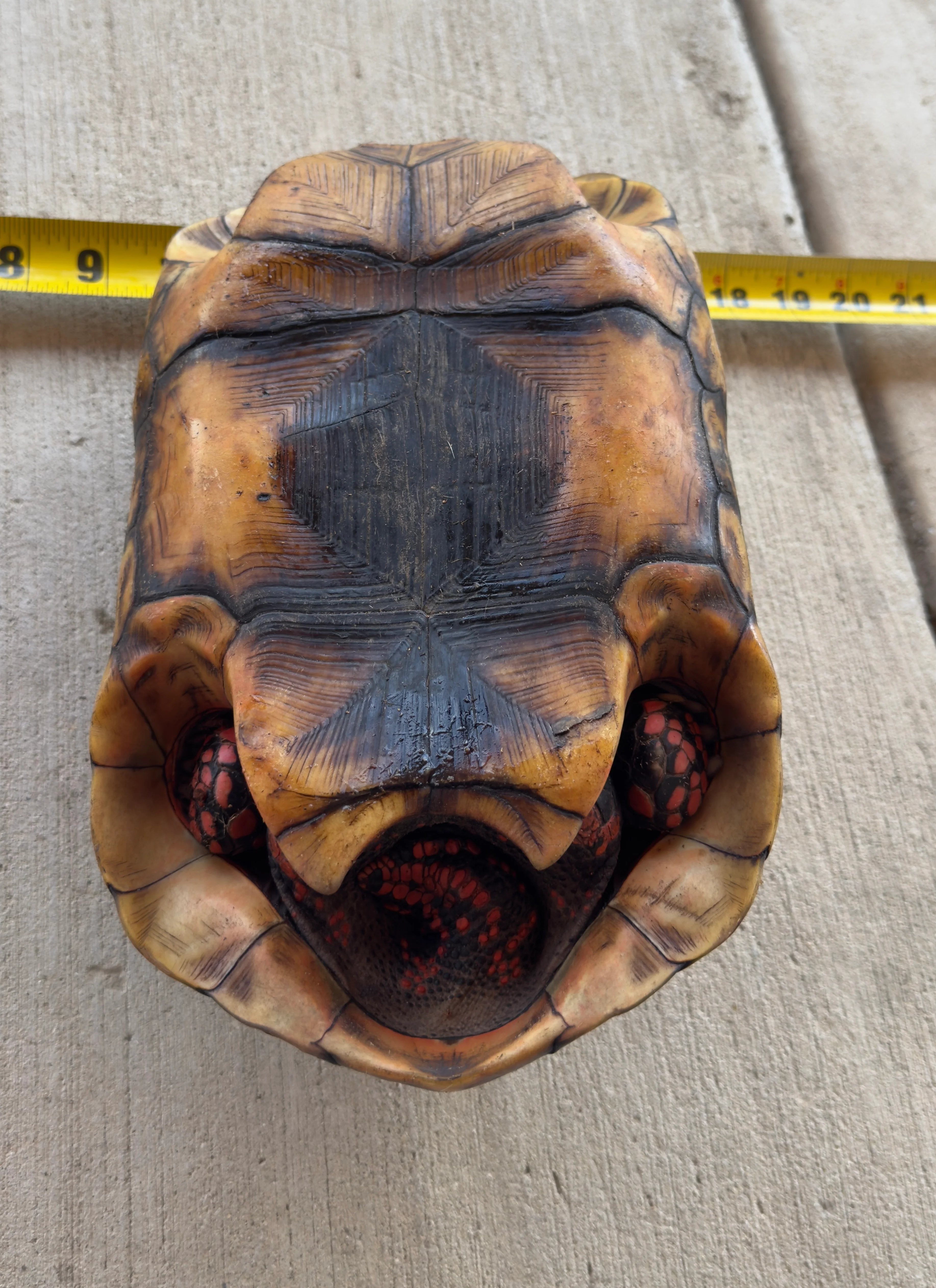 Guyana Red Foot Tortoise Female (RFT6) - Image 2