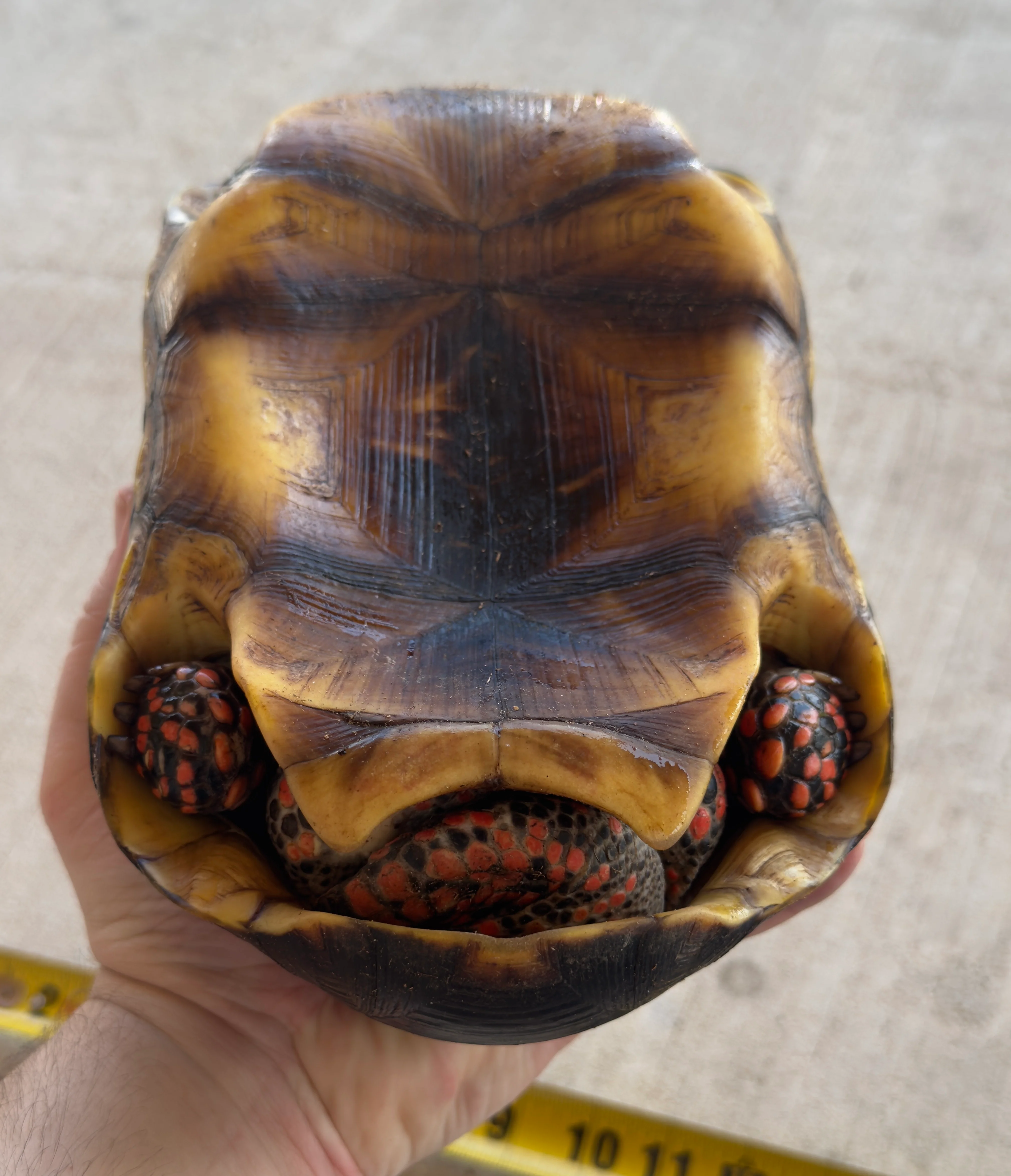 Guyana Red Foot Tortoise Male (RFT7) - Image 2