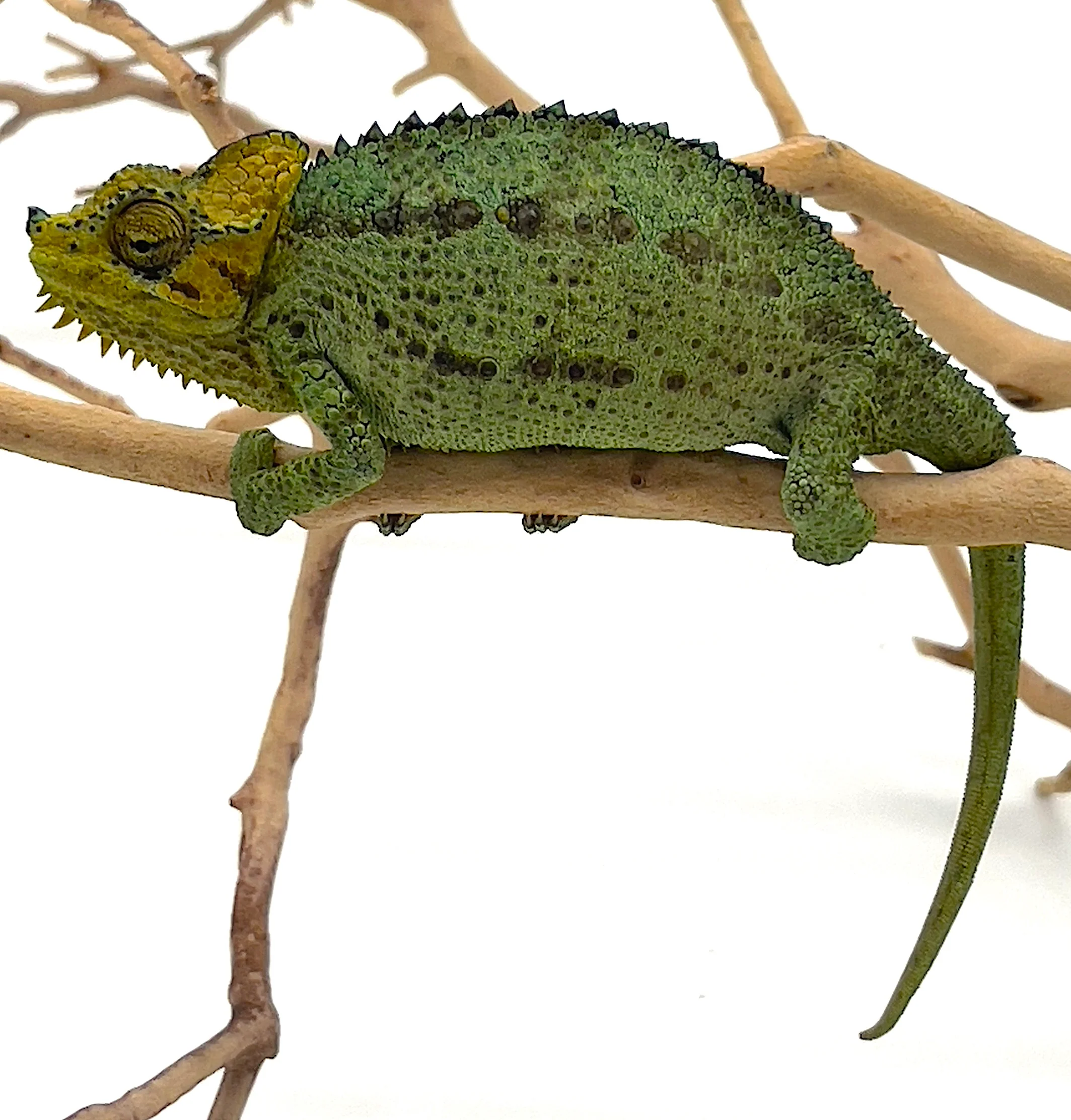 Helmeted Chameleon