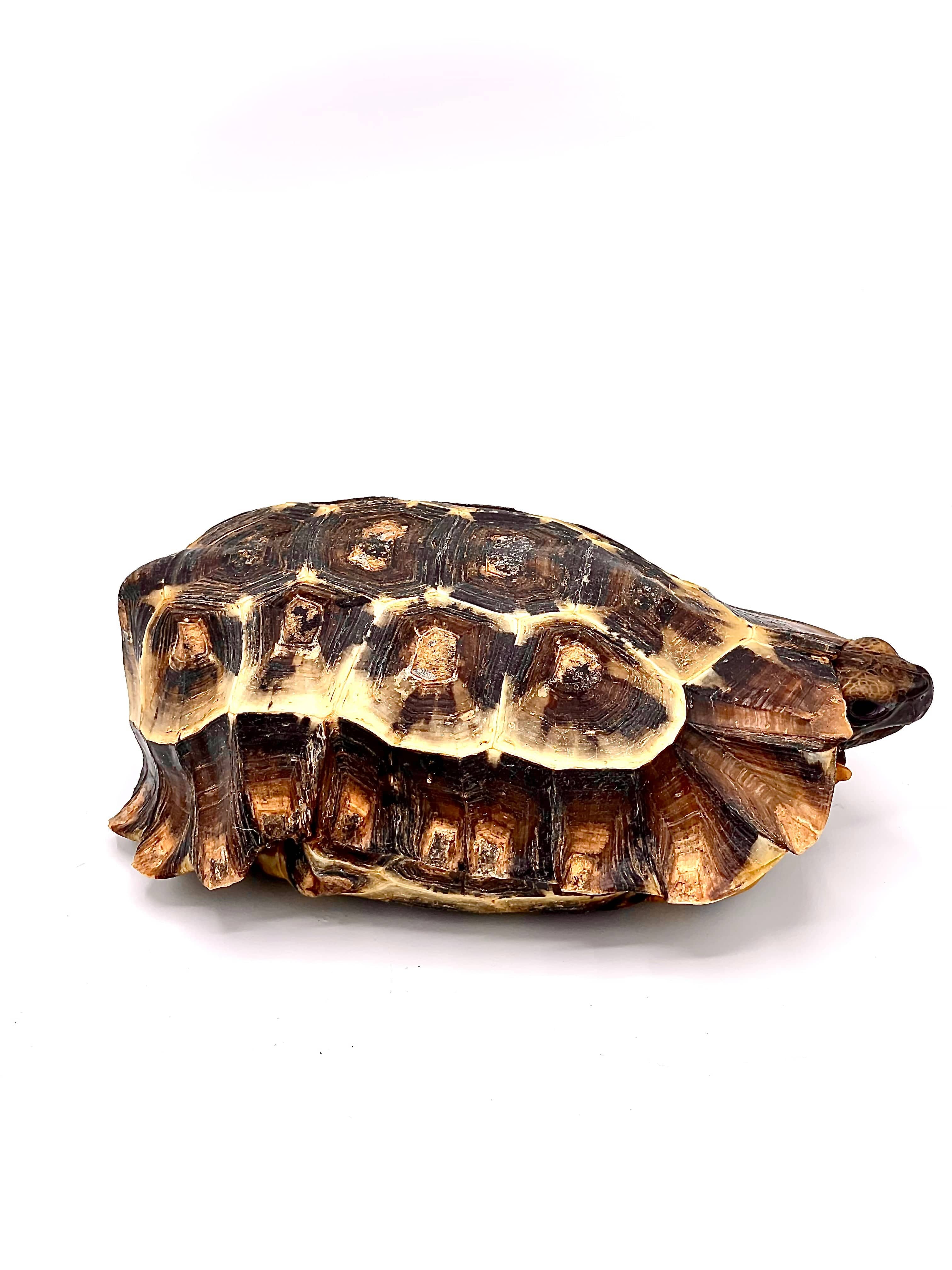 Homes Hingeback Tortoise