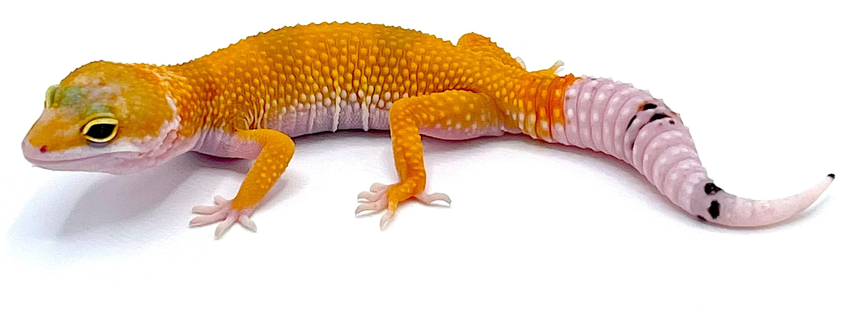 Hypo High Yellow Tangerine Leopard Gecko