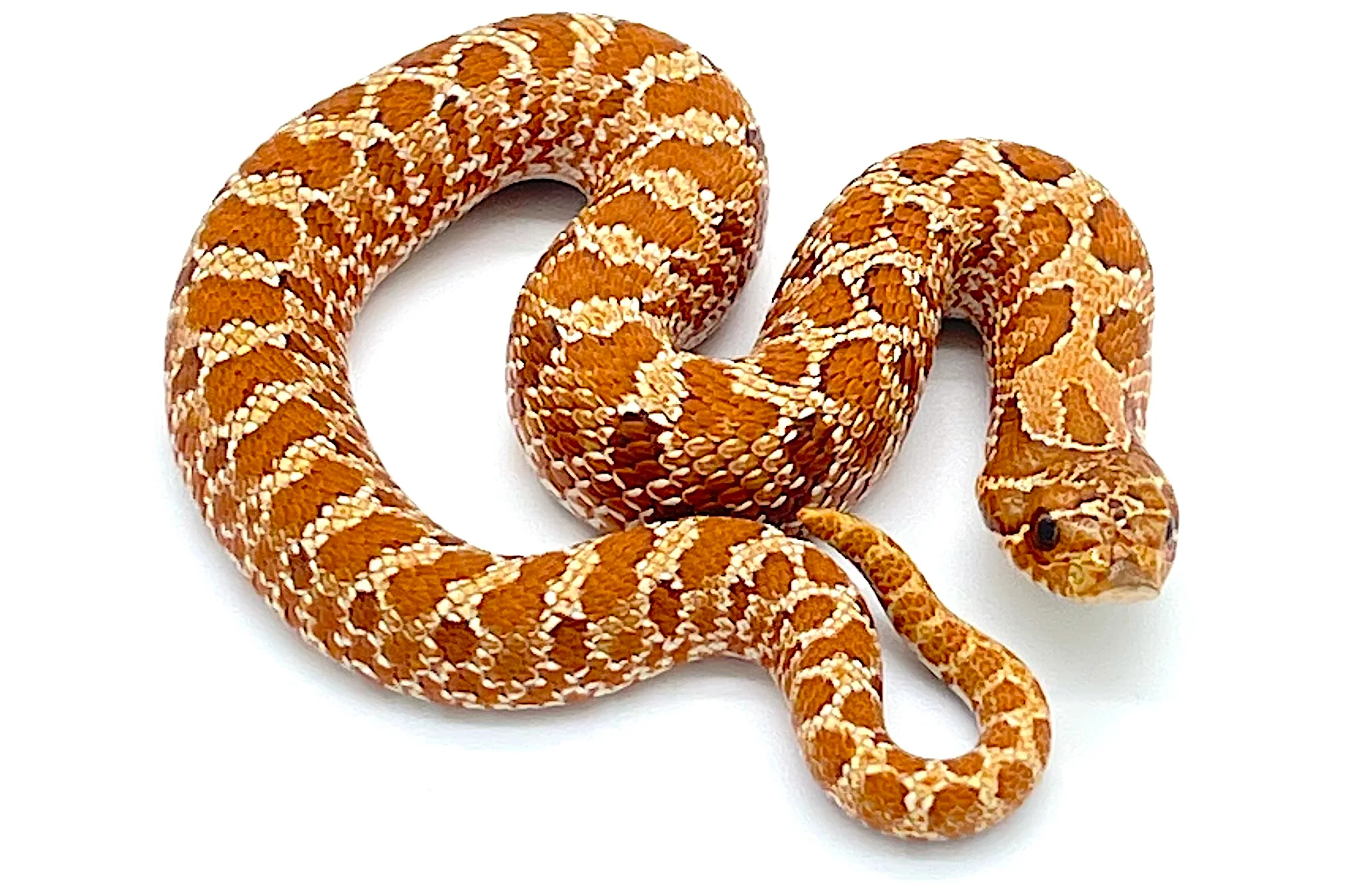 Hypo Western Hognose Snake