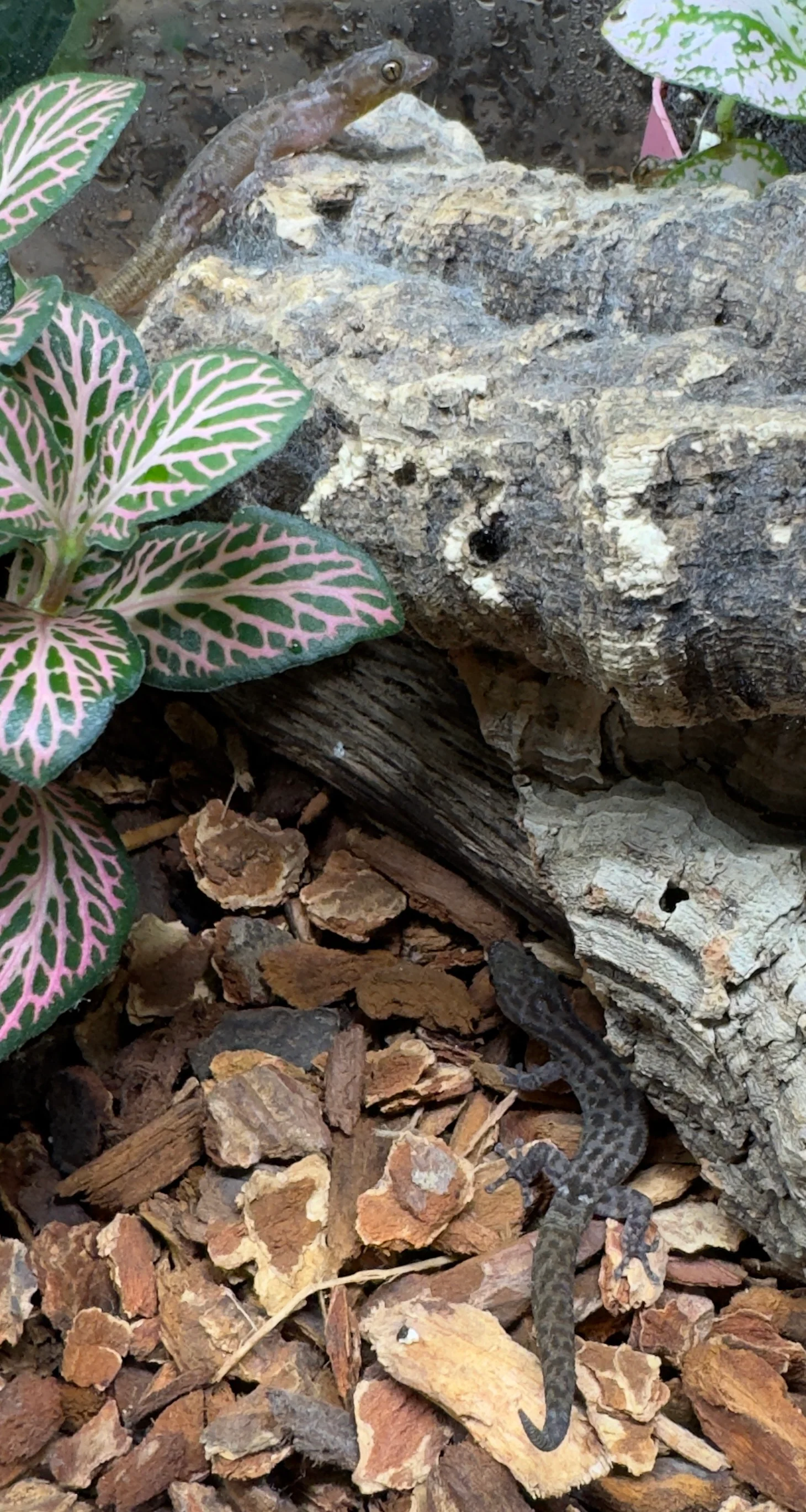 Island Least Gecko (Sphaerodactylus sputator) - Image 2