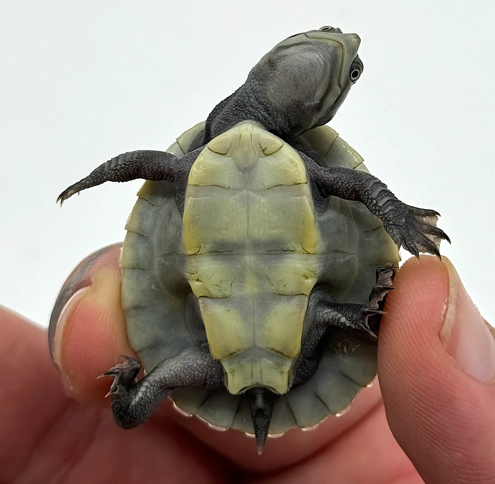 Krefft’s Sideneck Turtles (Emydura krefftii) - Image 2
