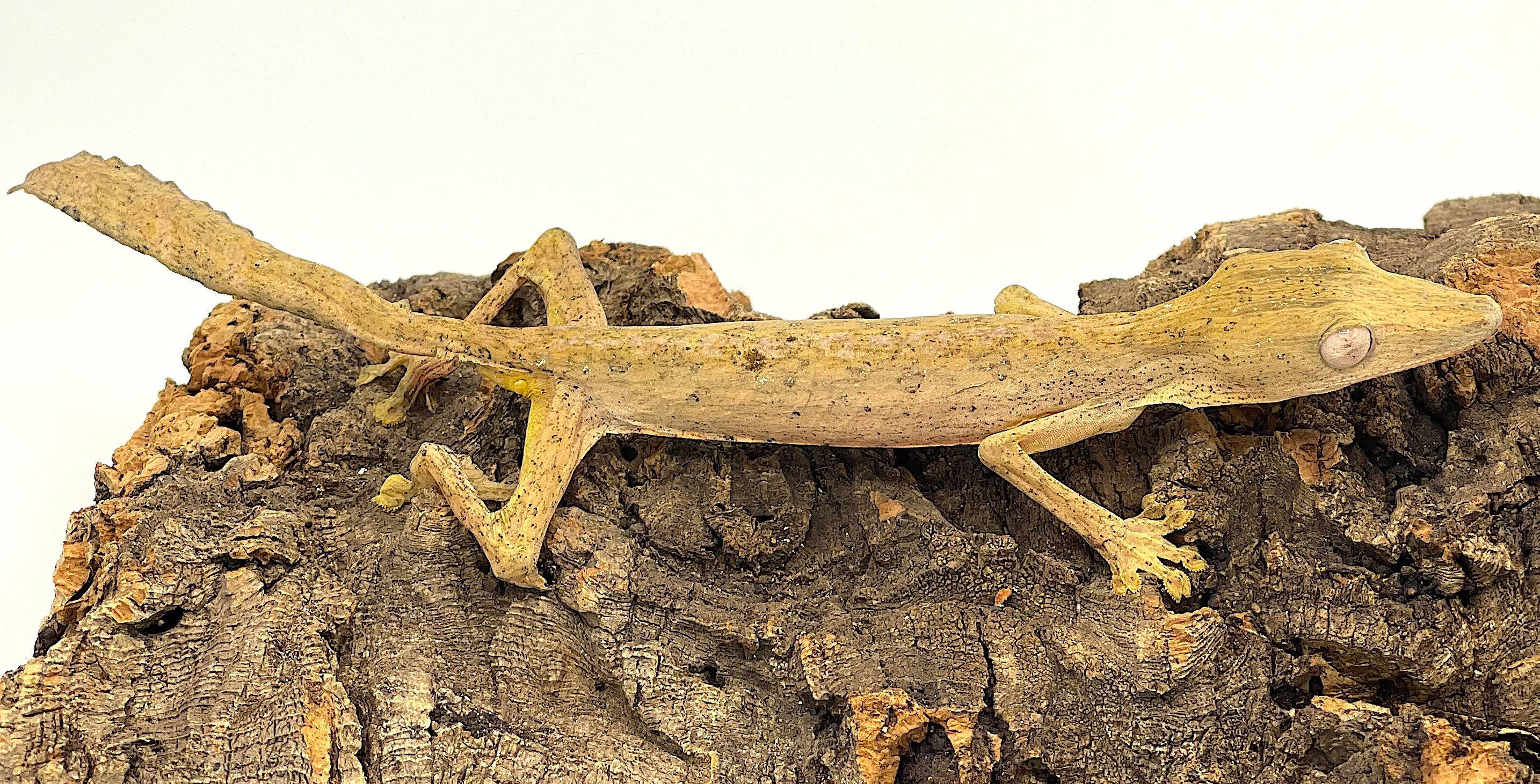 Lined Leaf Tailed Gecko (Uroplatus linneatus)