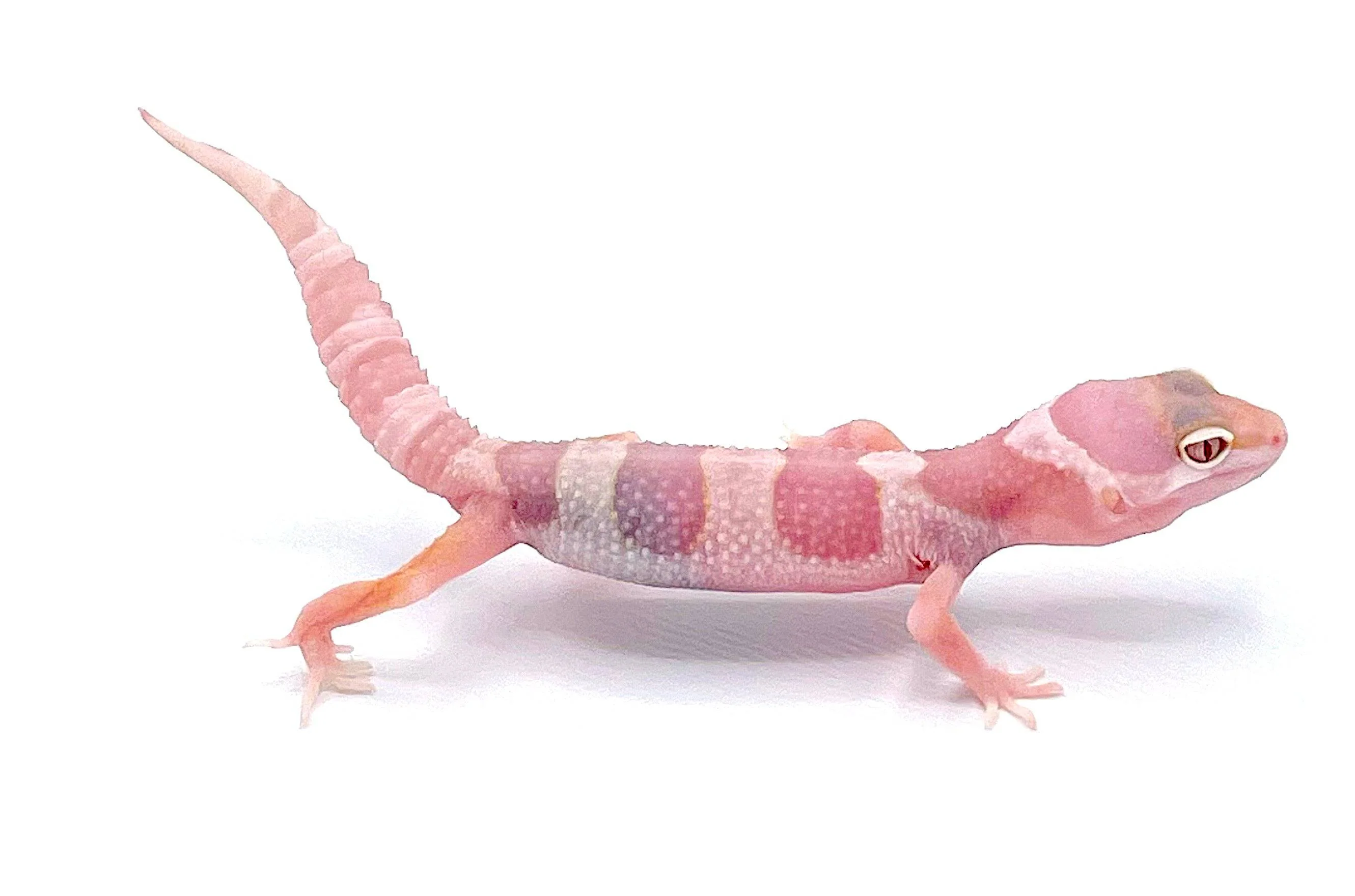 Mack Snow Albino Leopard Gecko