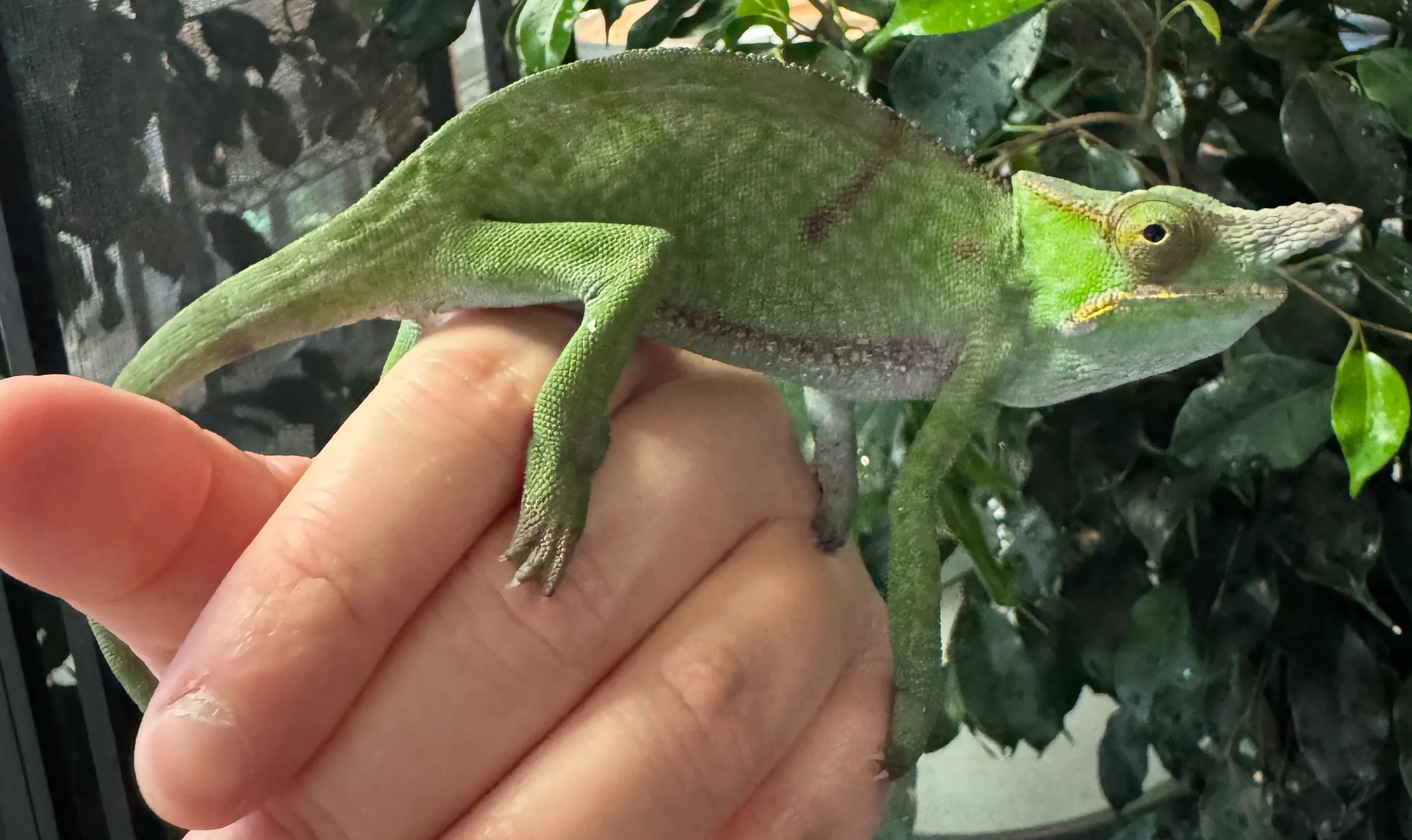 Madagascar 2 Horned Chameleon Pair (F. bifidus)