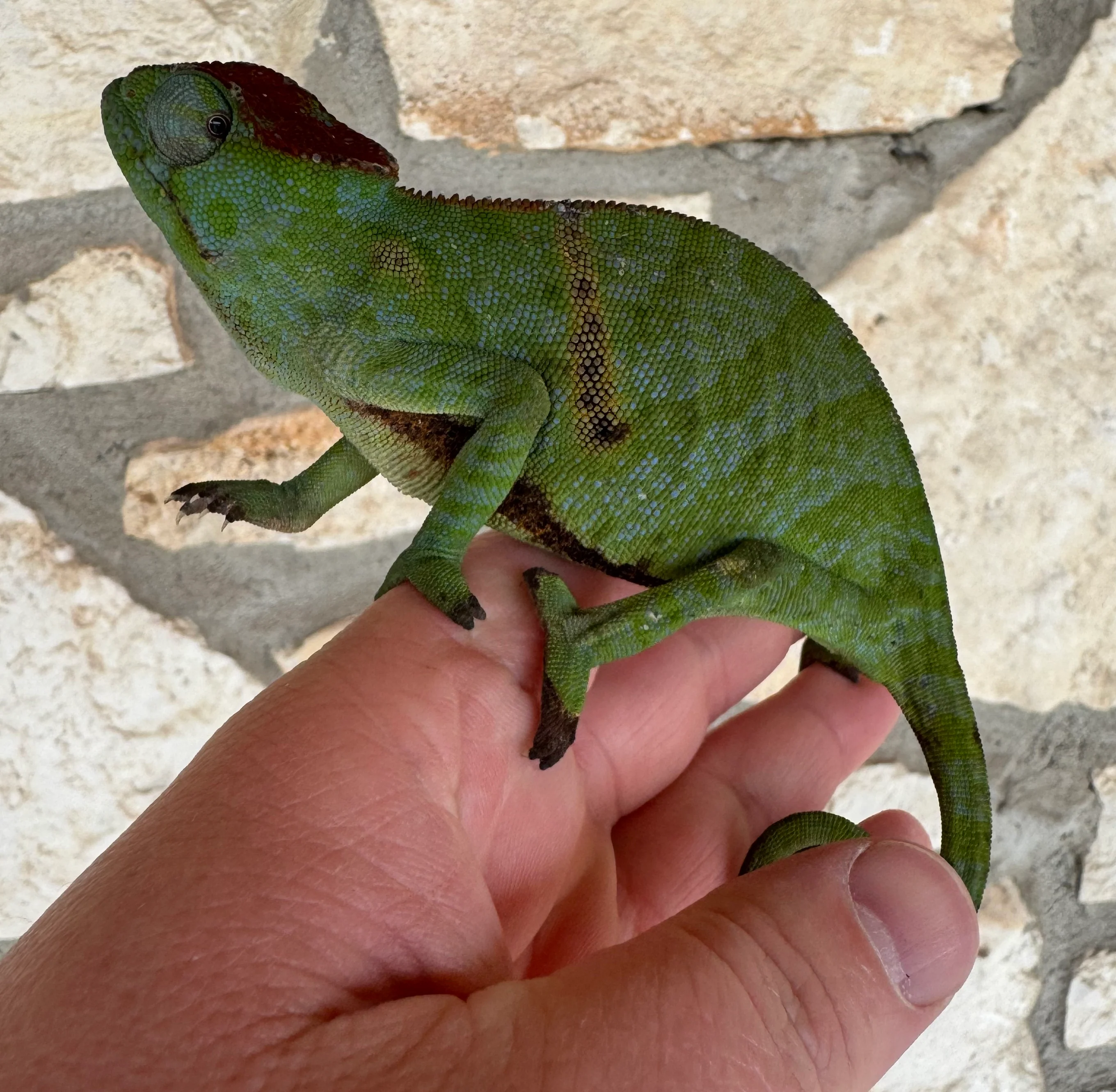 Madagascar 2 Horned Chameleon Pair (F. bifidus) - Image 2