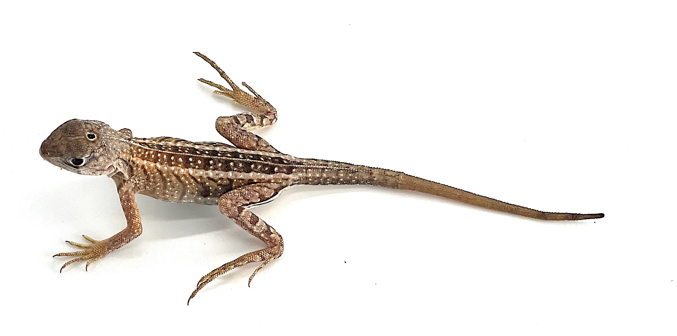 Madagascar 3 Eye Lizard