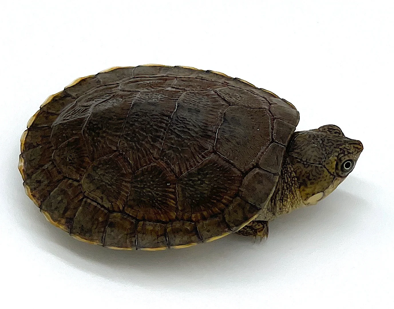 Madagascar Big Head Turtle