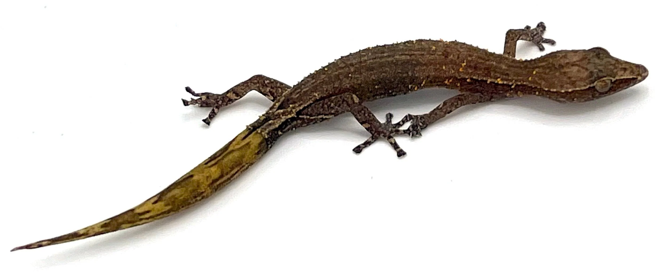 Madagascar clawless geckos
