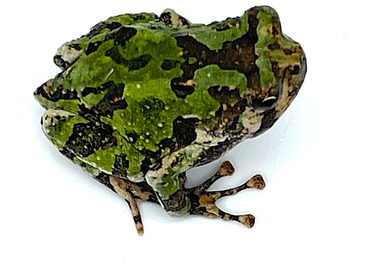 Madgascar Rain Frog (Scaphiophryne marmorata)