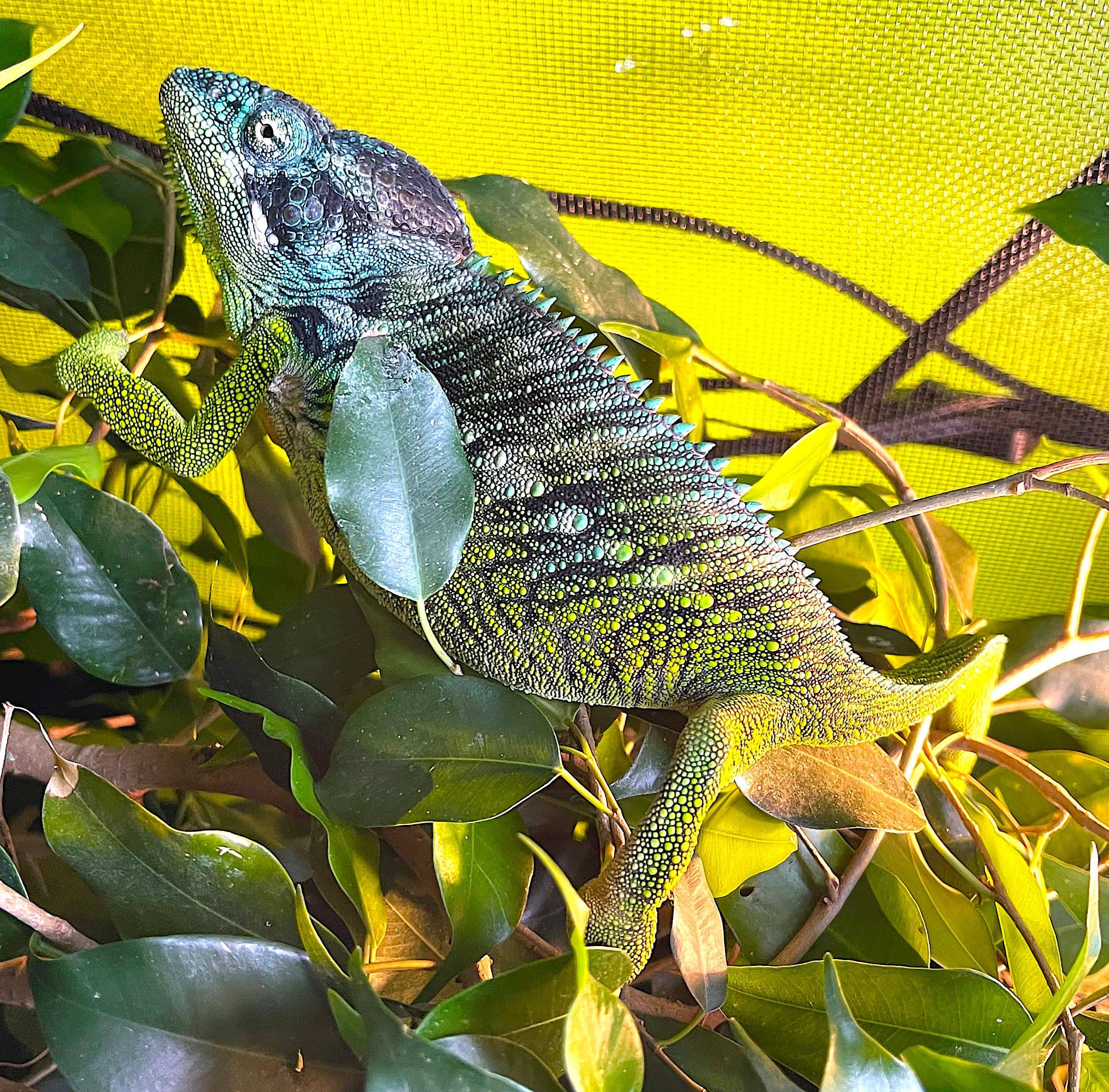 Malagasy Crocodile Chameleon (Furcifer verrucosus)