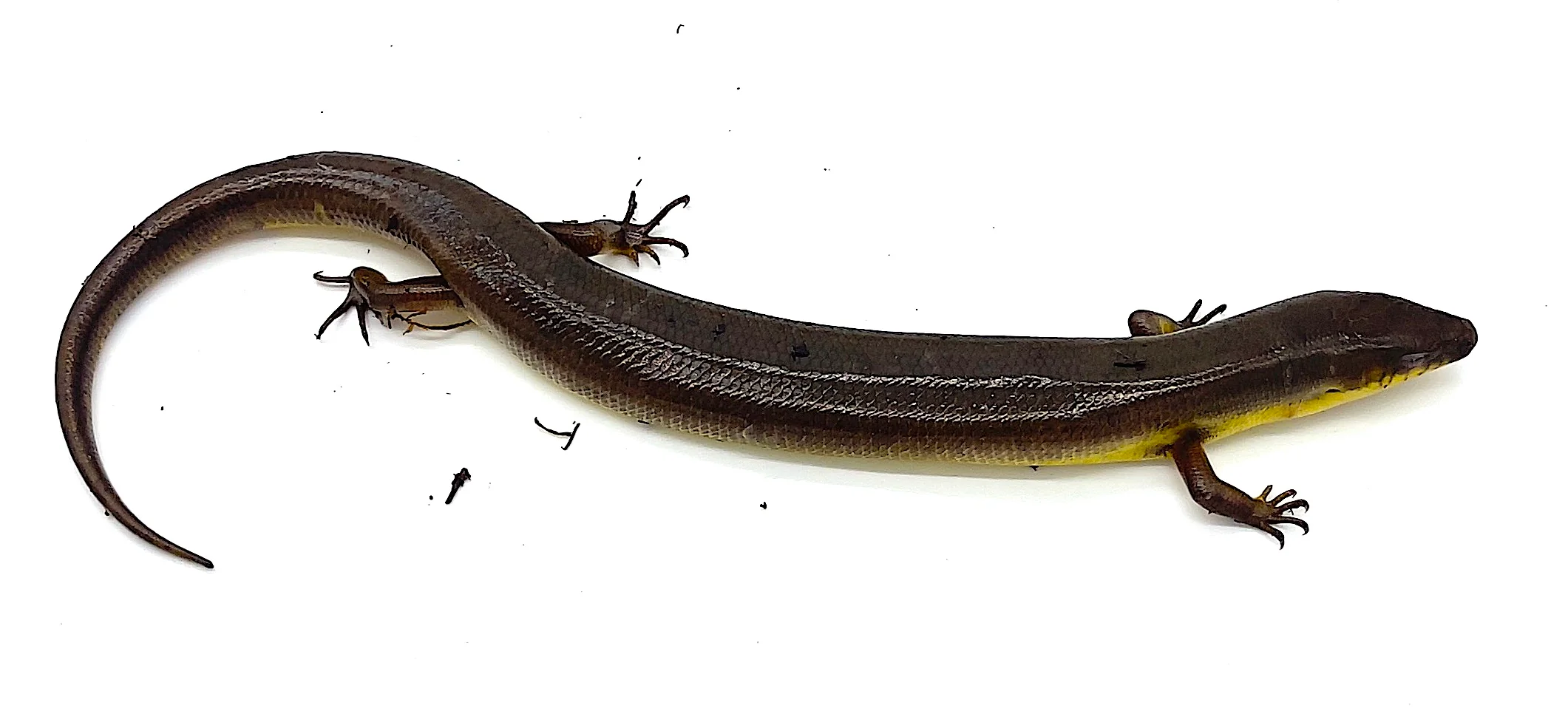 Malagasy Diving Skink (Amphiglossus astrolabi)