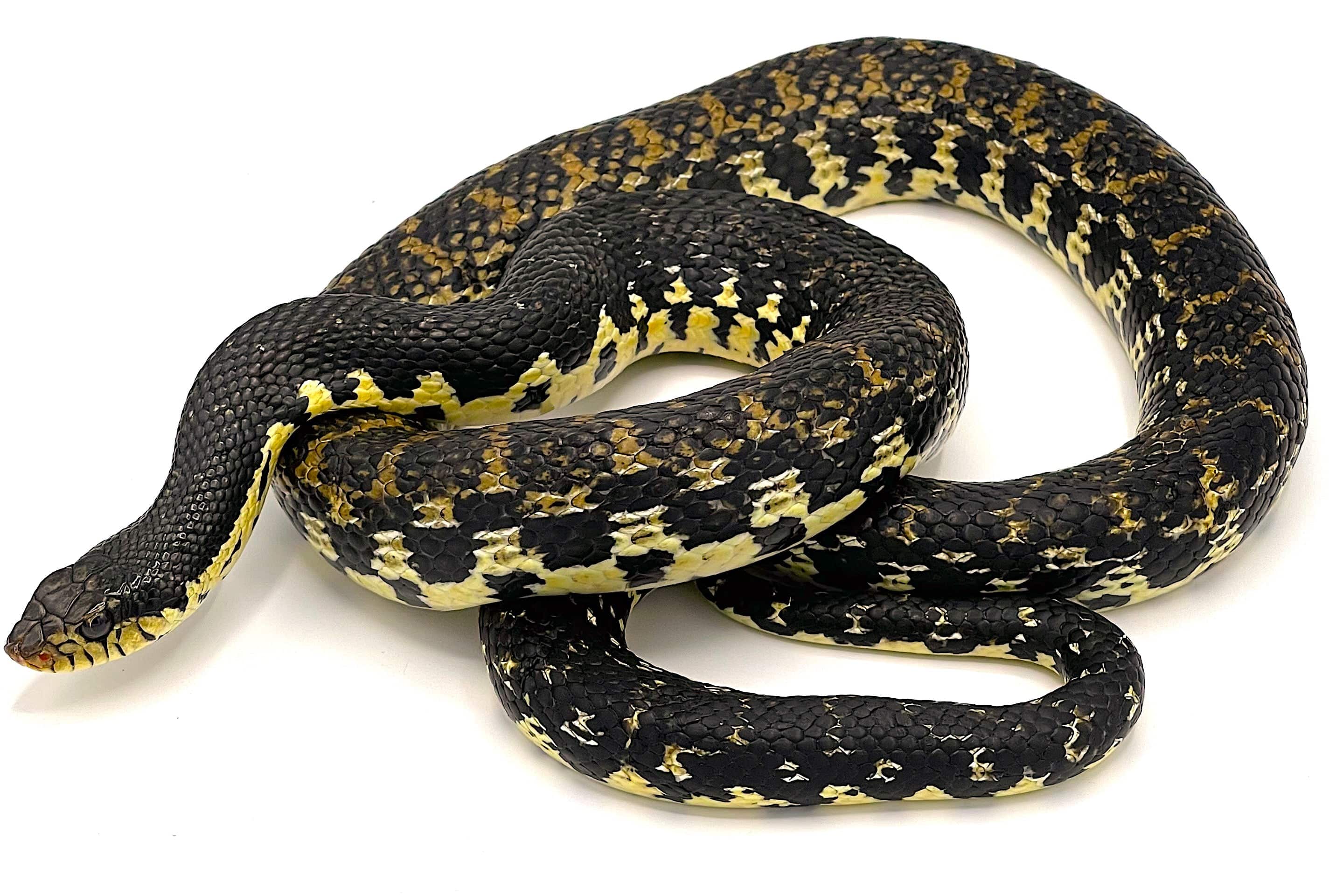 Malagasy Giant Hognose Snake