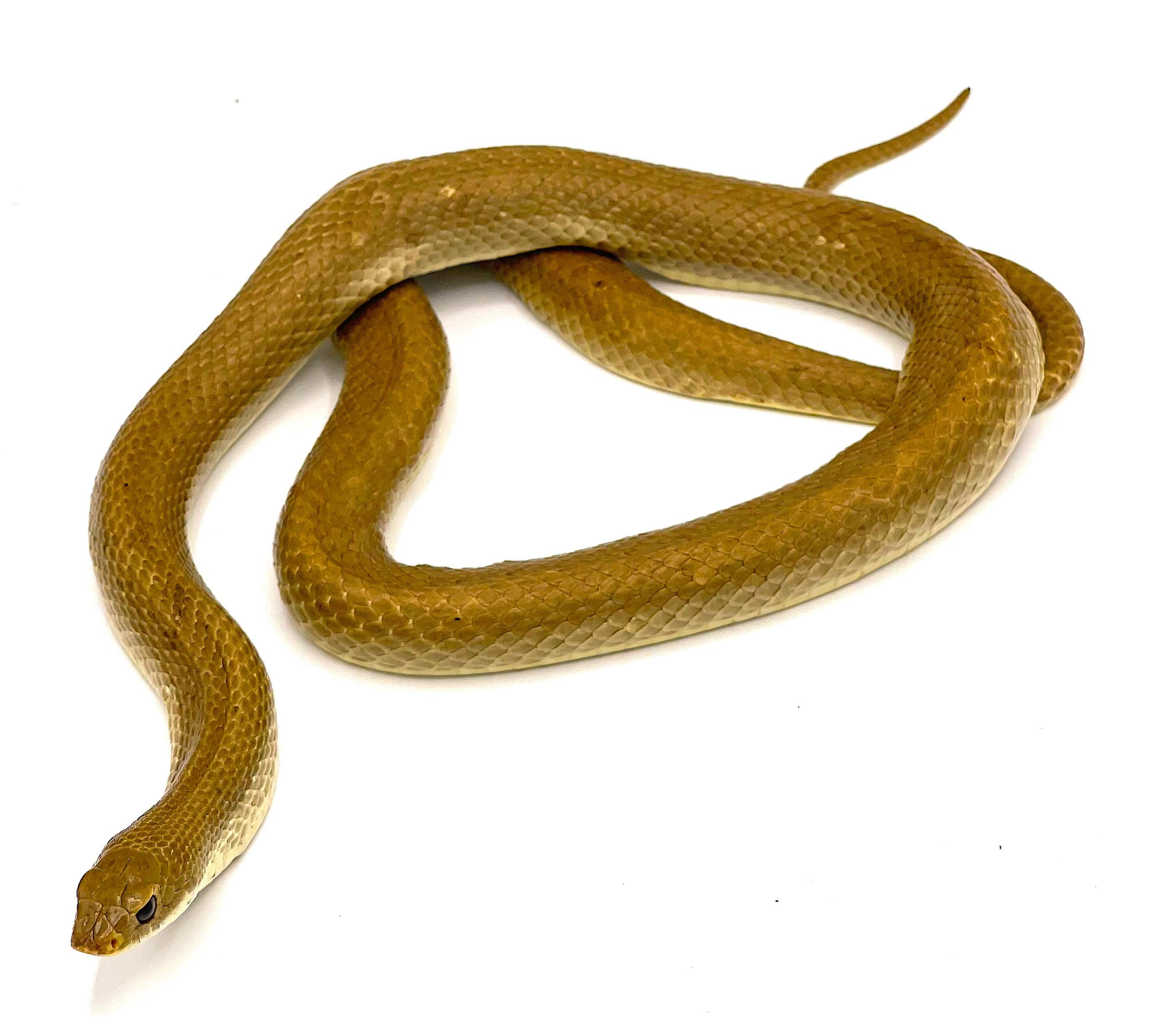 Malagasy Golden Hognose Snake